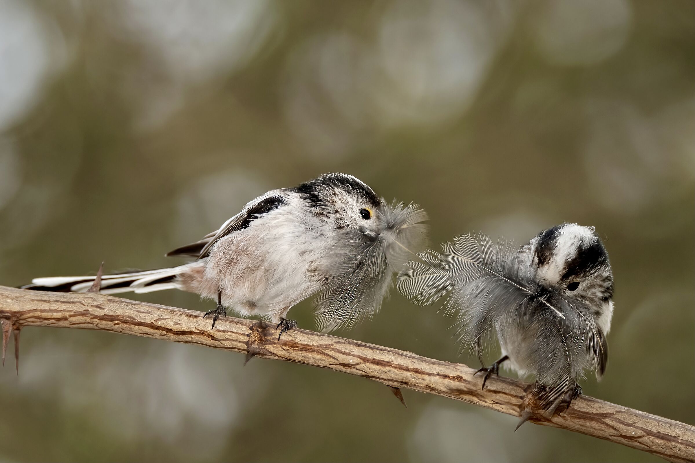 A nest wrapped in feathers!