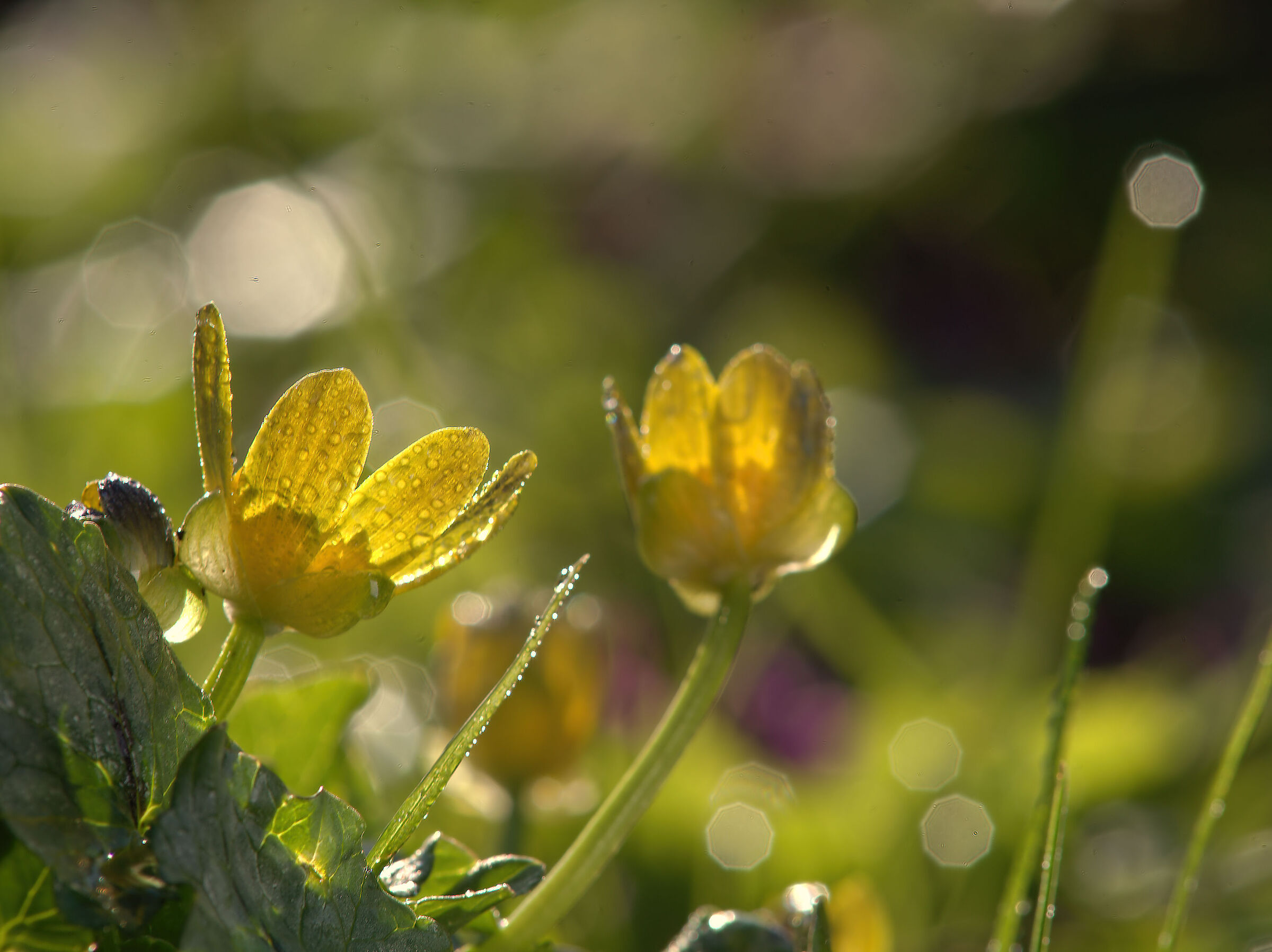 Bean Buttercup (Ficaria verna)