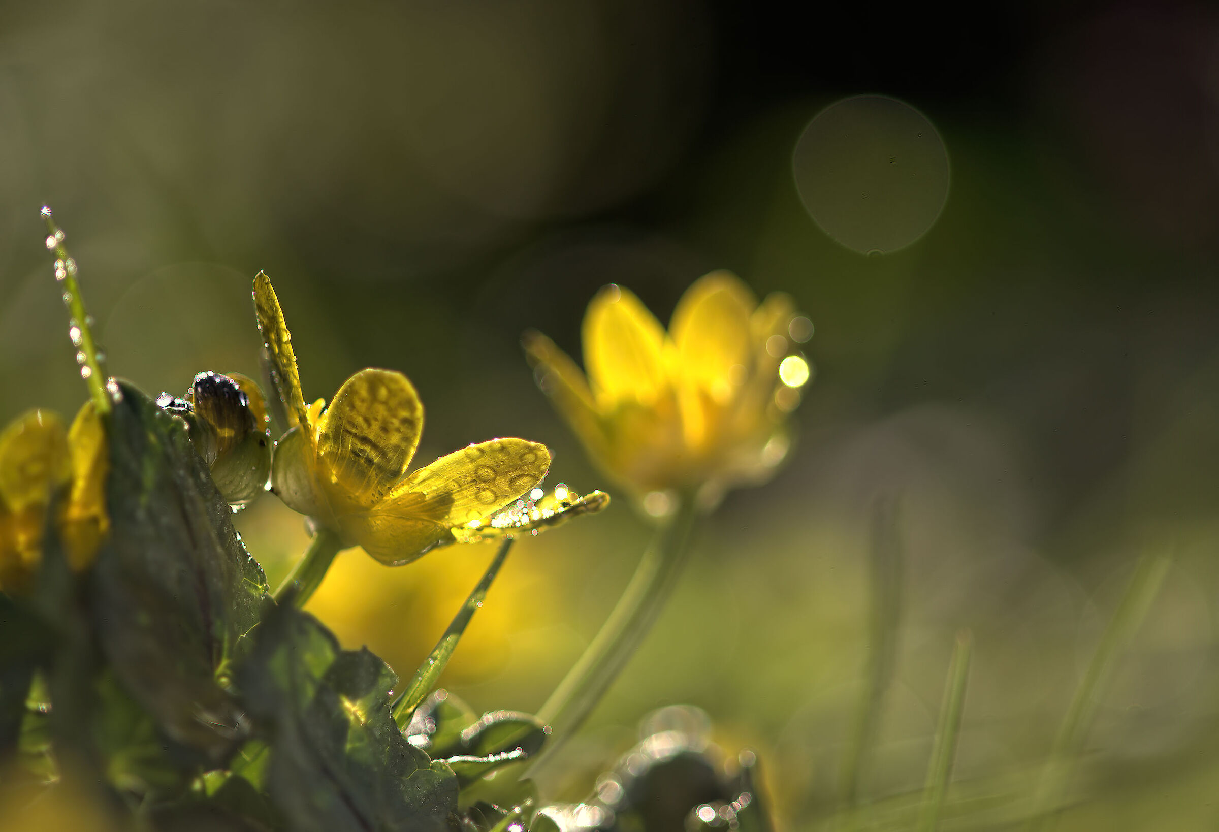 Bean Buttercup (Ficaria verna)