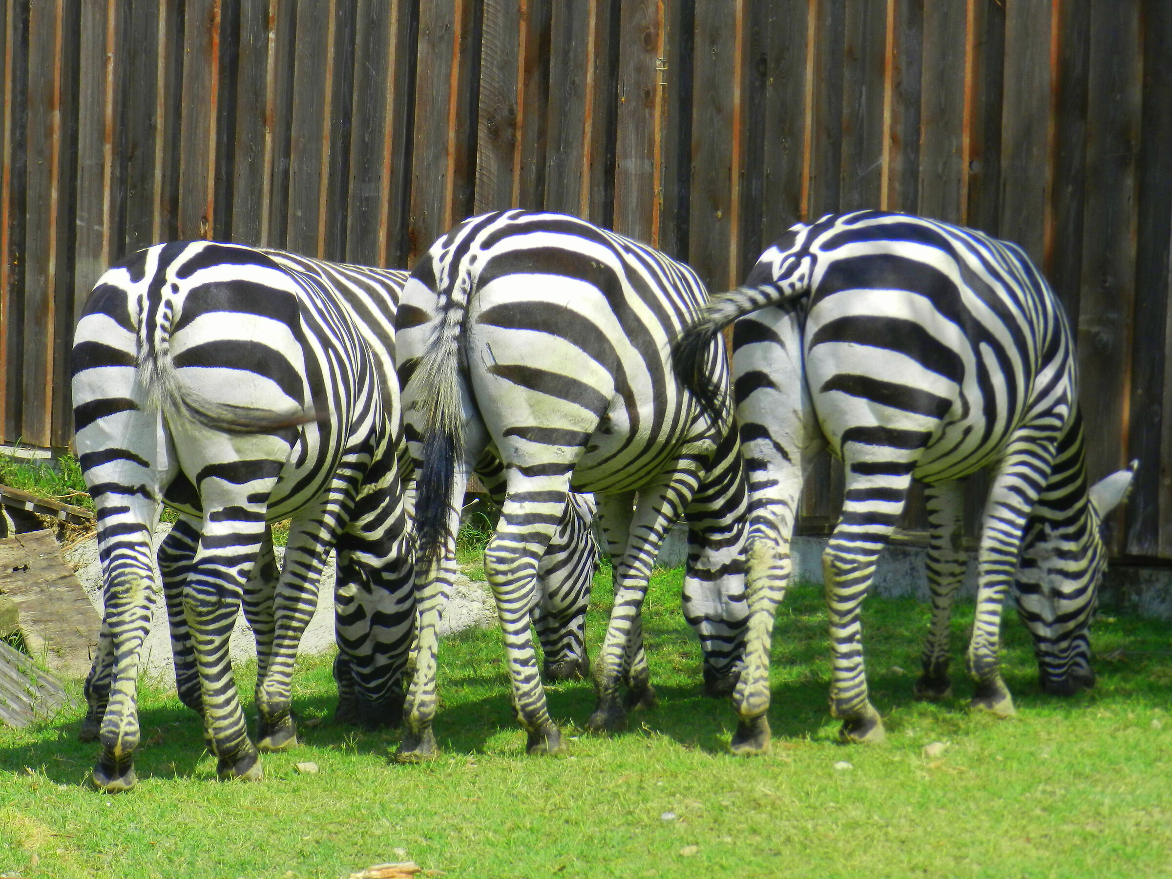 macchia di righe ....