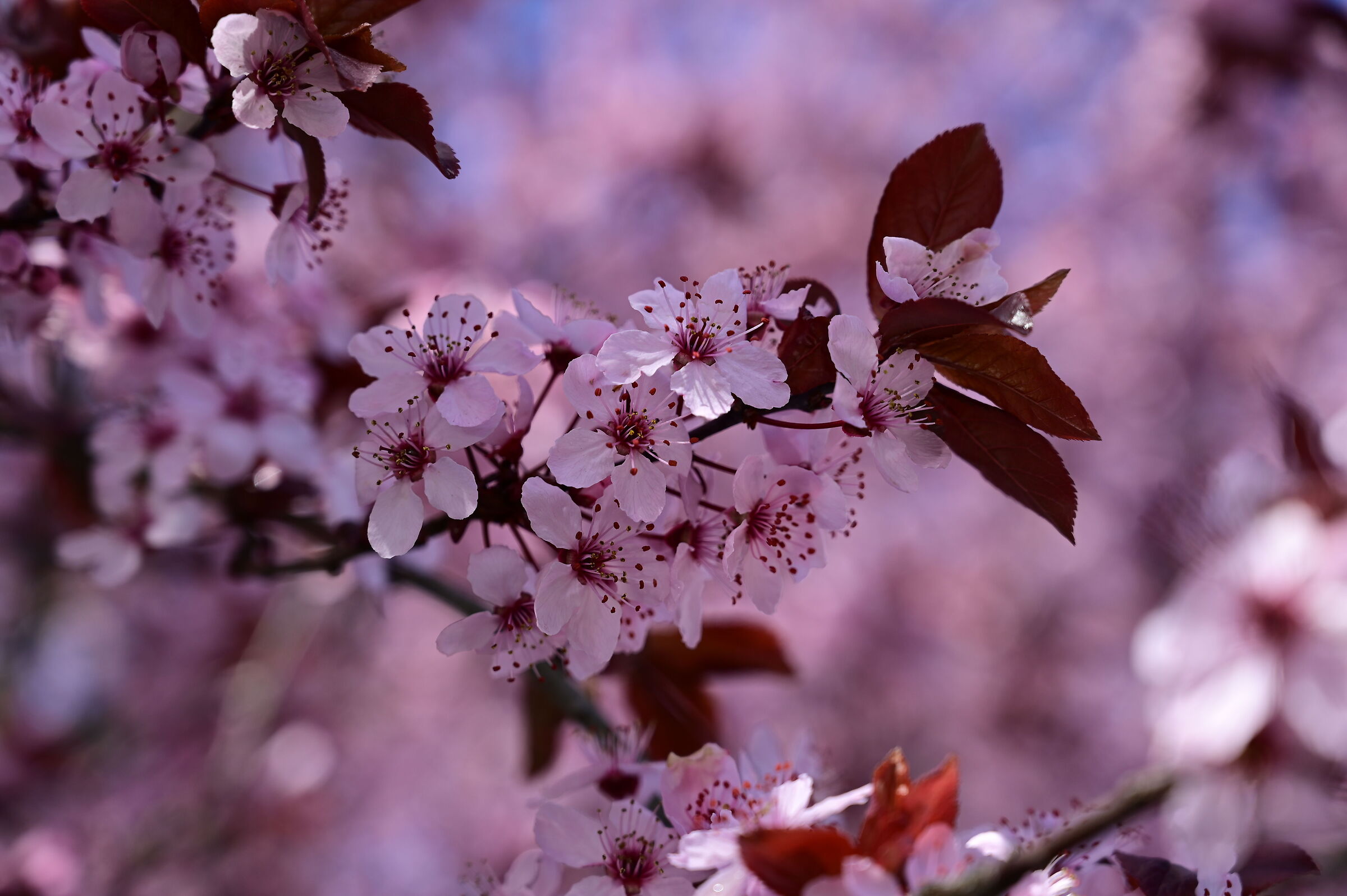 Prunus in fiore