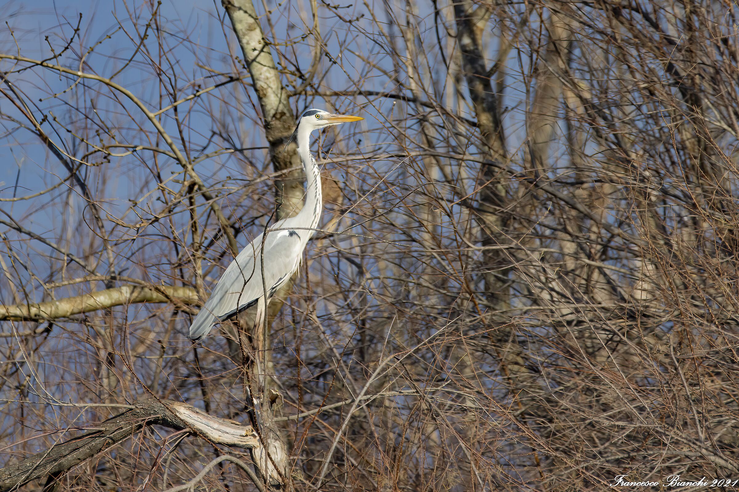 Cinerino heron