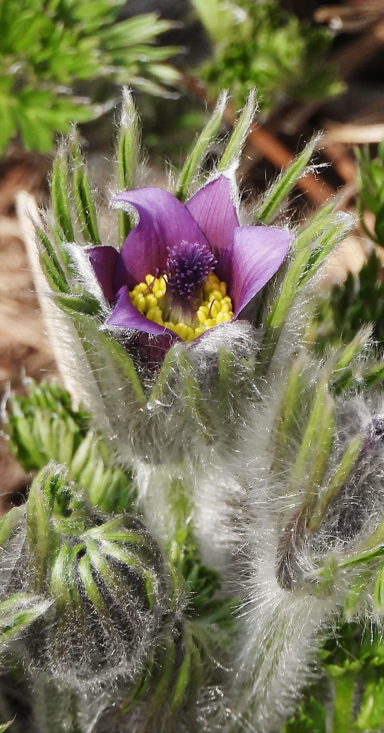 Pulsatilla