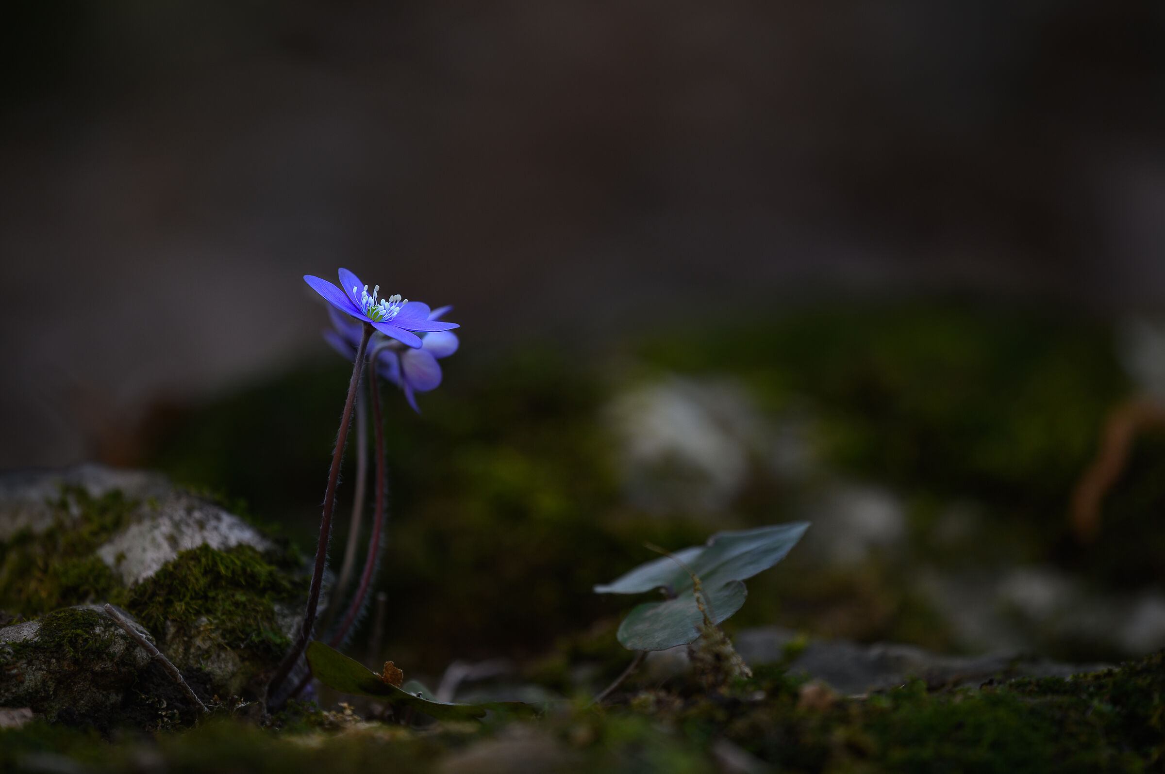 Hepatica nobilis