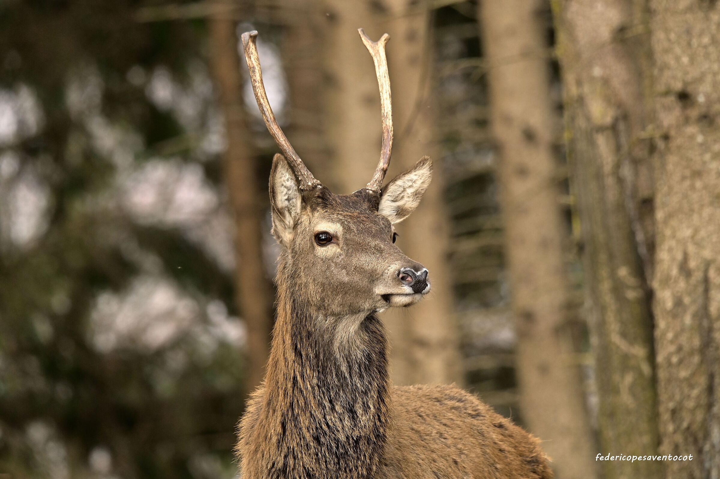 Cervo maschio