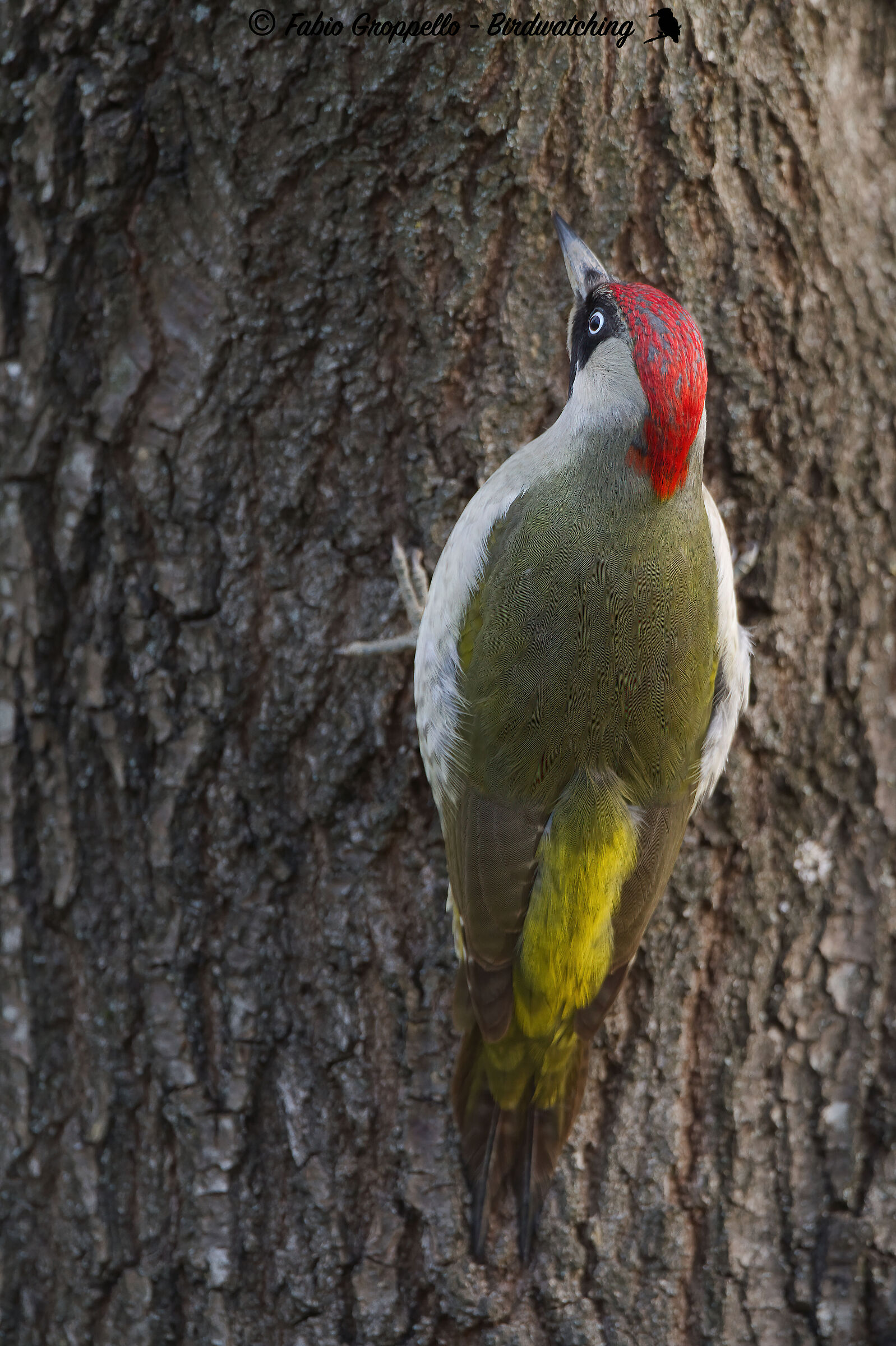 Green Woodpecker