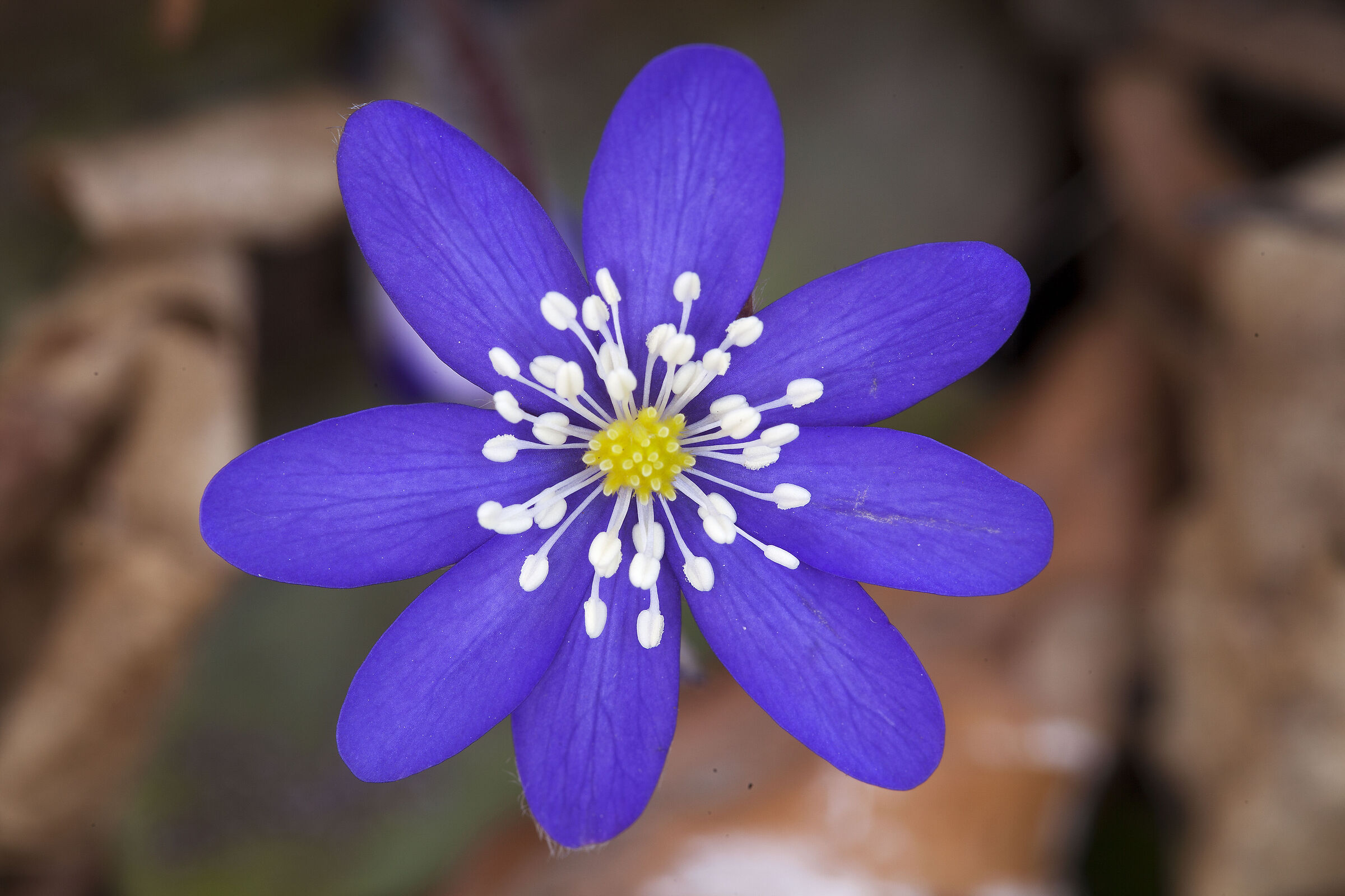 Hepatica Nobilis