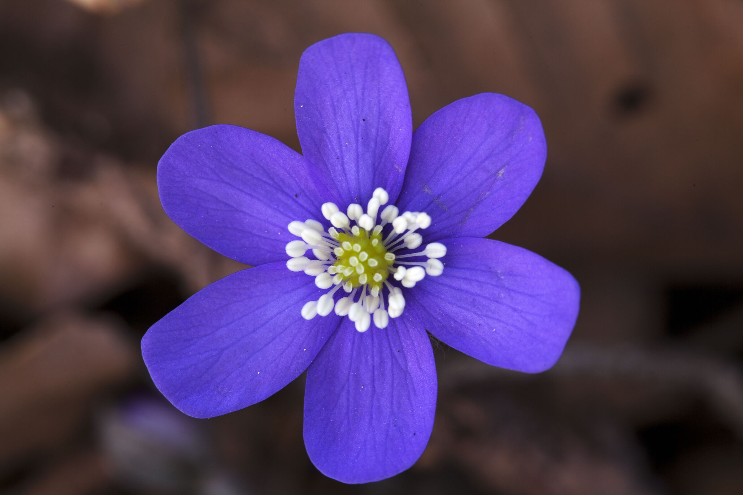 Hepatica Nobilis