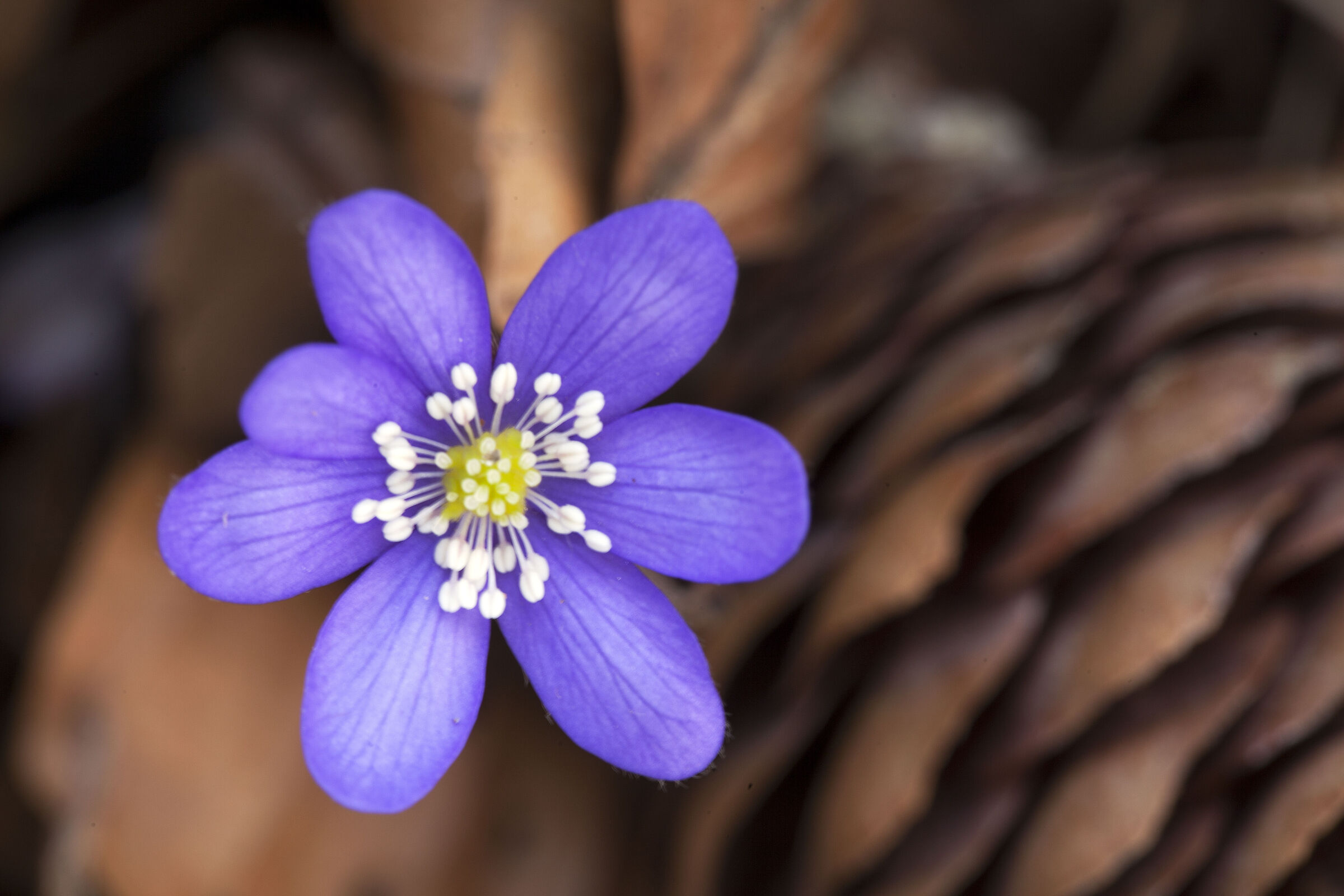Hepatica Nobilis