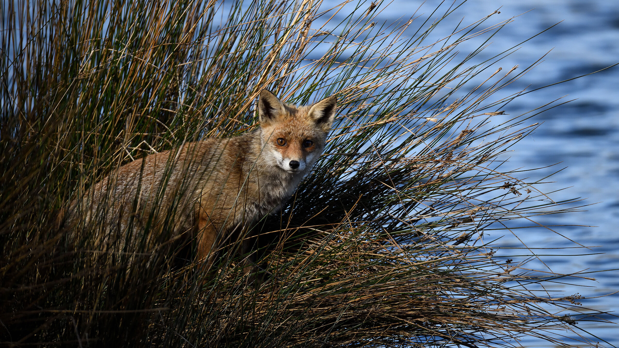 Fox
