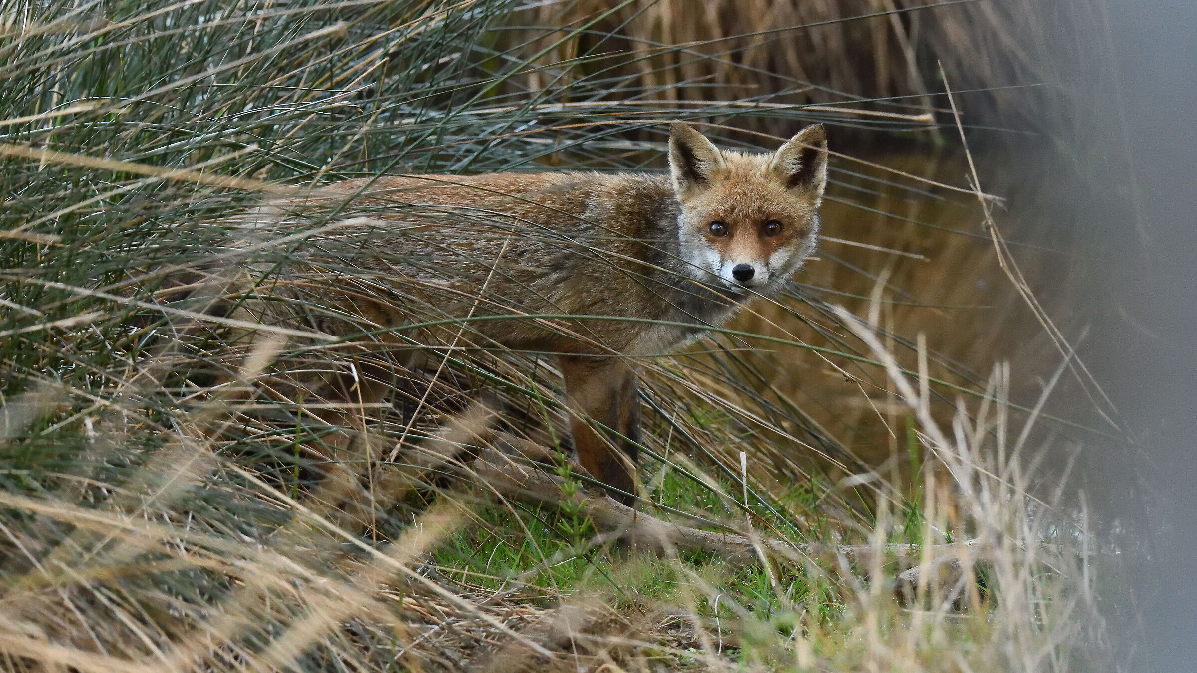Fox
