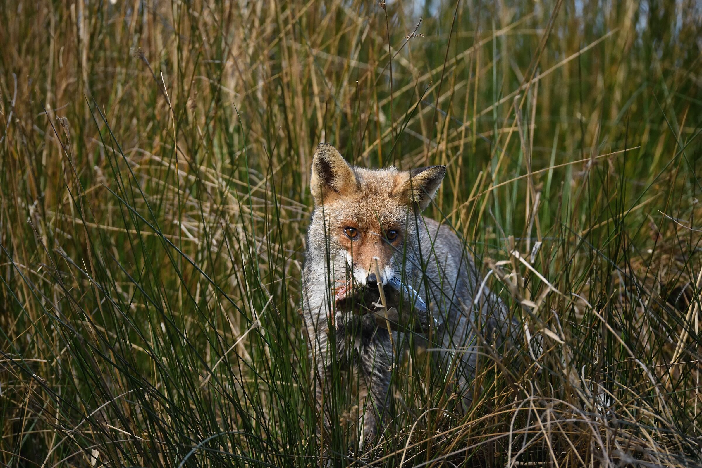 Fox