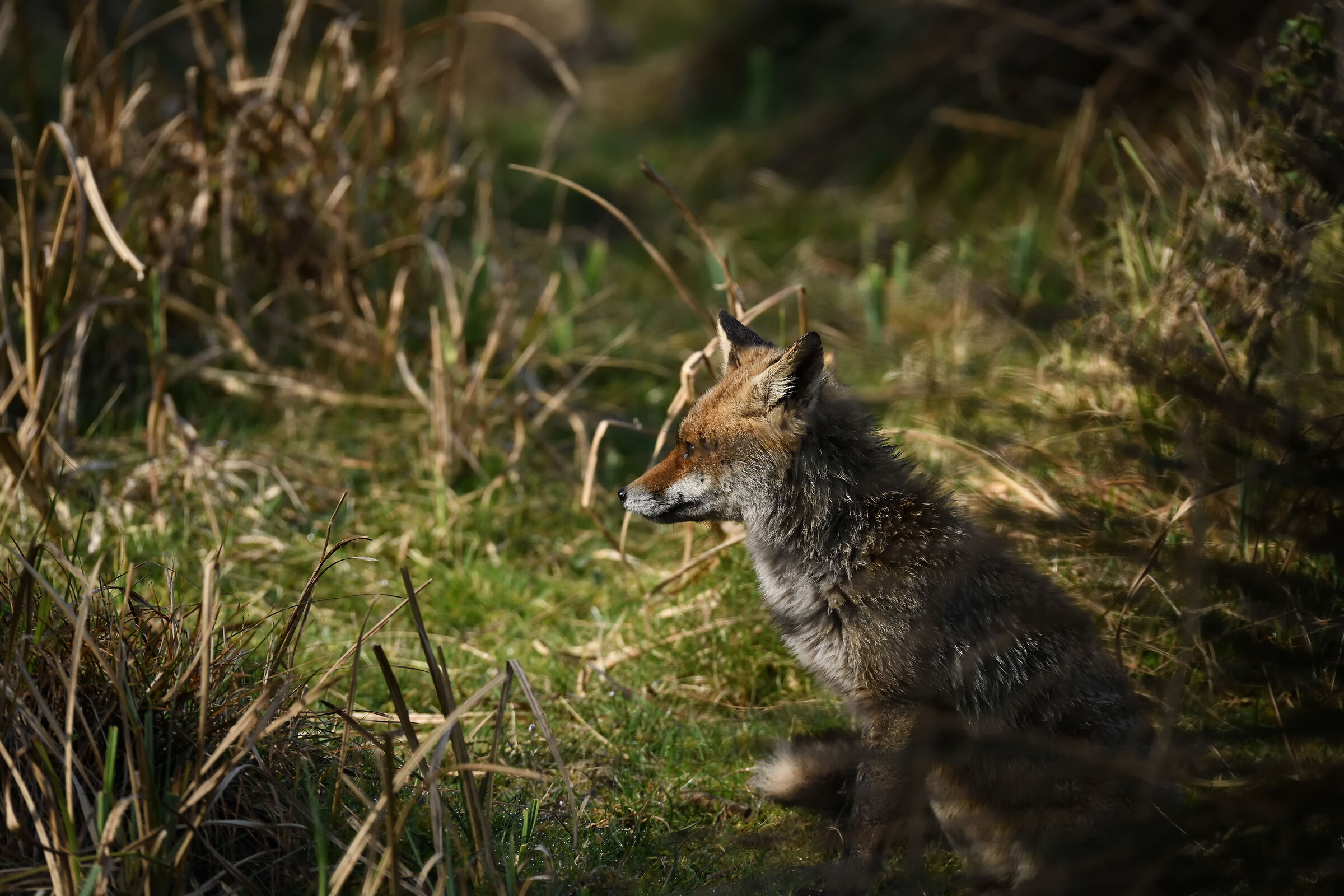 Fox