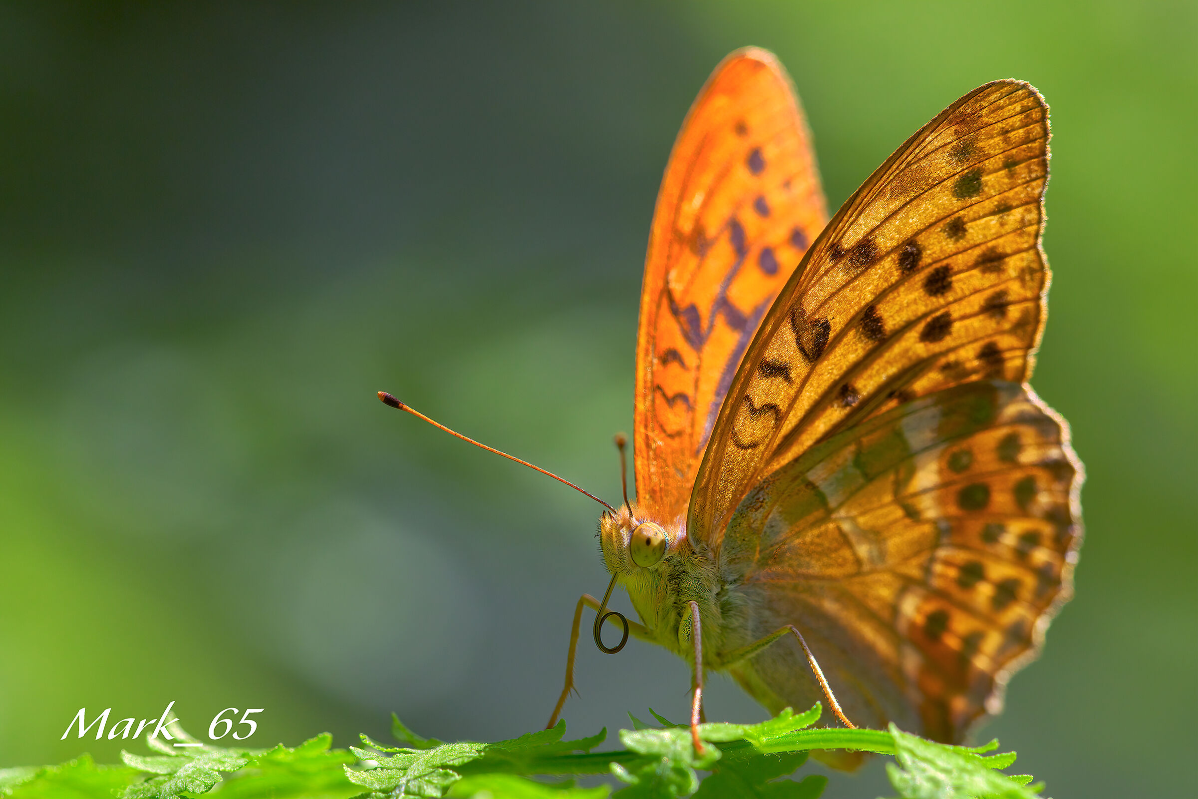 argynnis