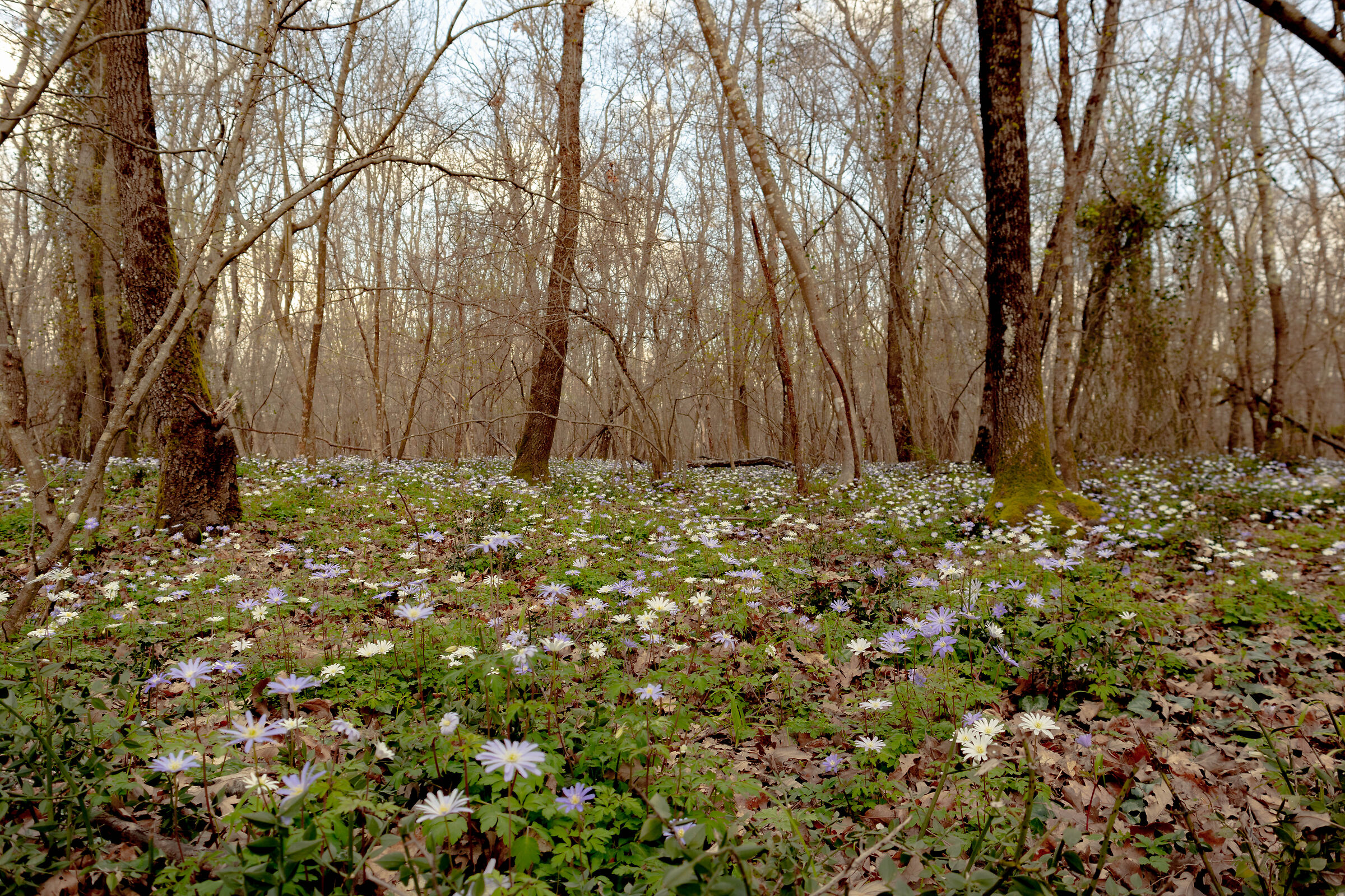 Bosco di Gattaceca (rm)