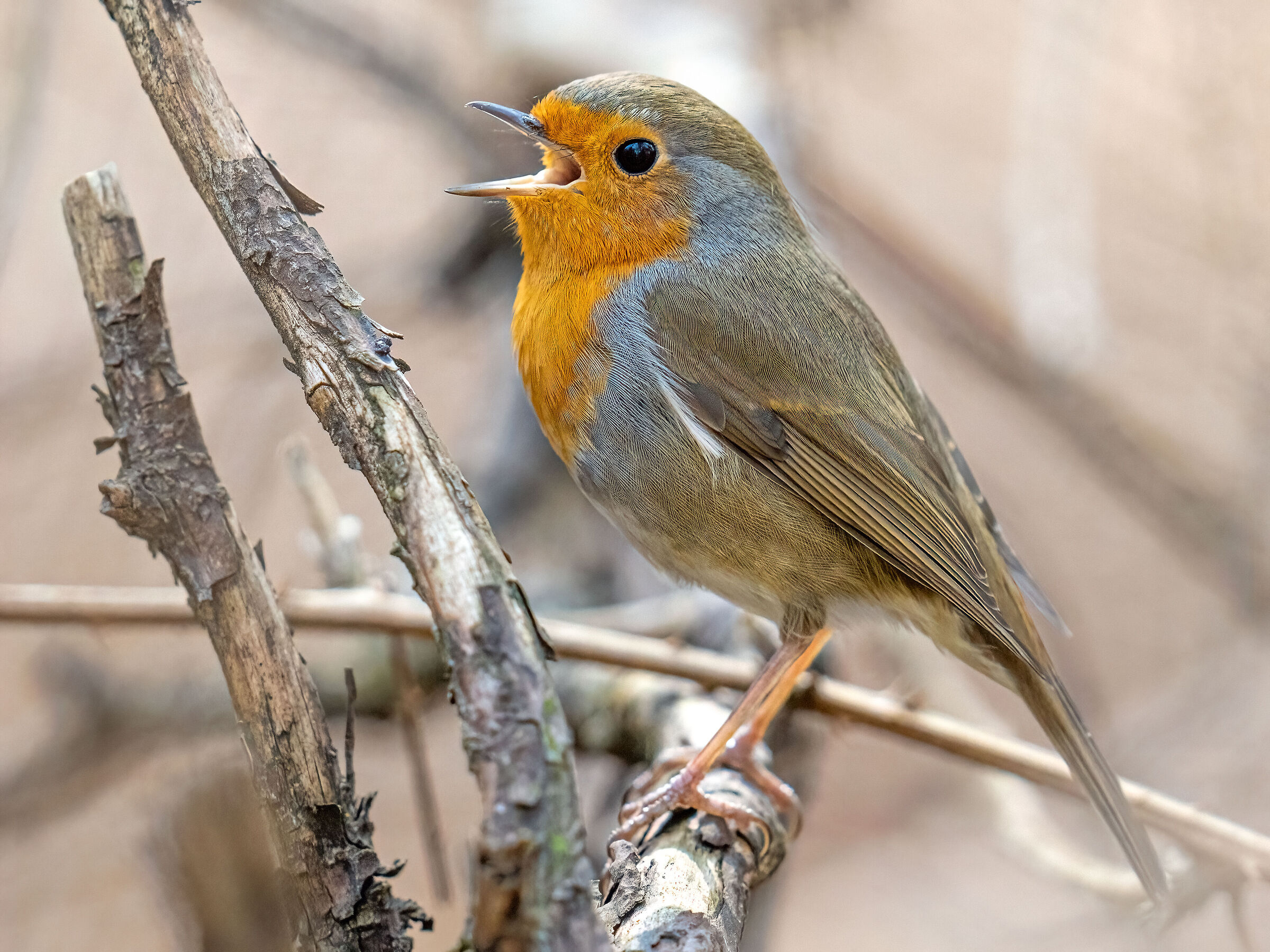 Ugola d'ora - robin 13.03.21 Parco delle Groane