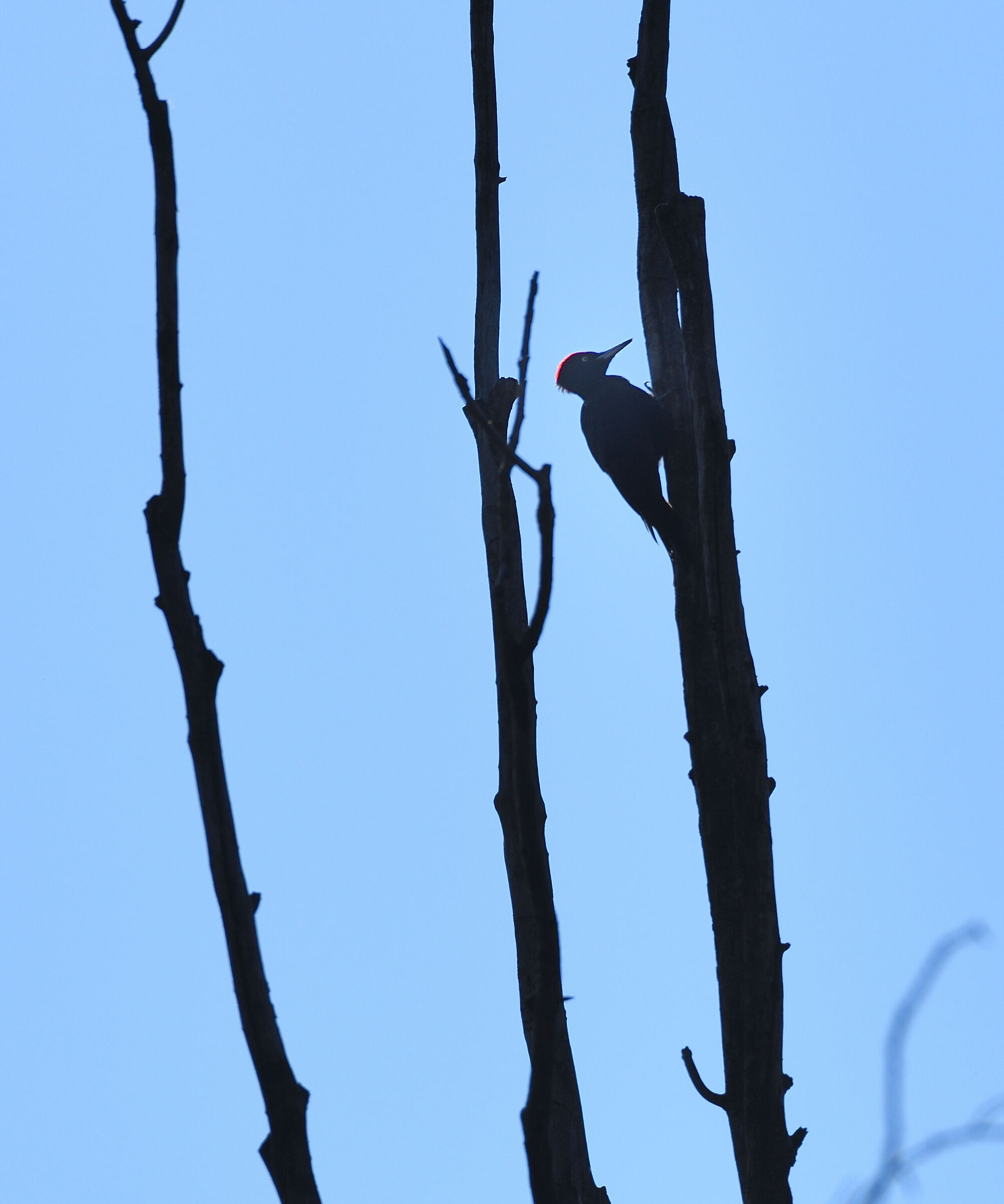 black woodpecker on the plain...
