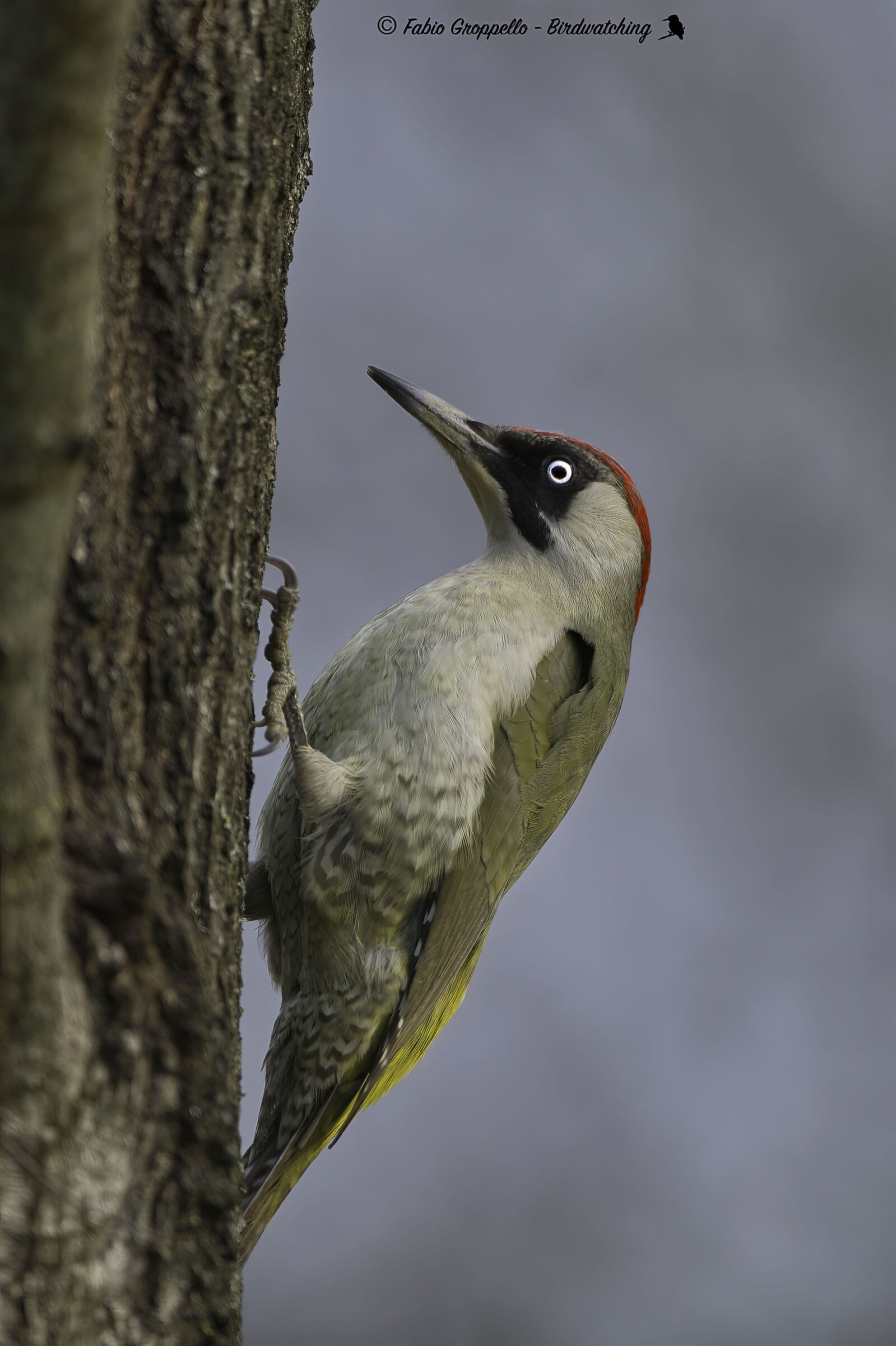 Female Adult Green Woodpecker