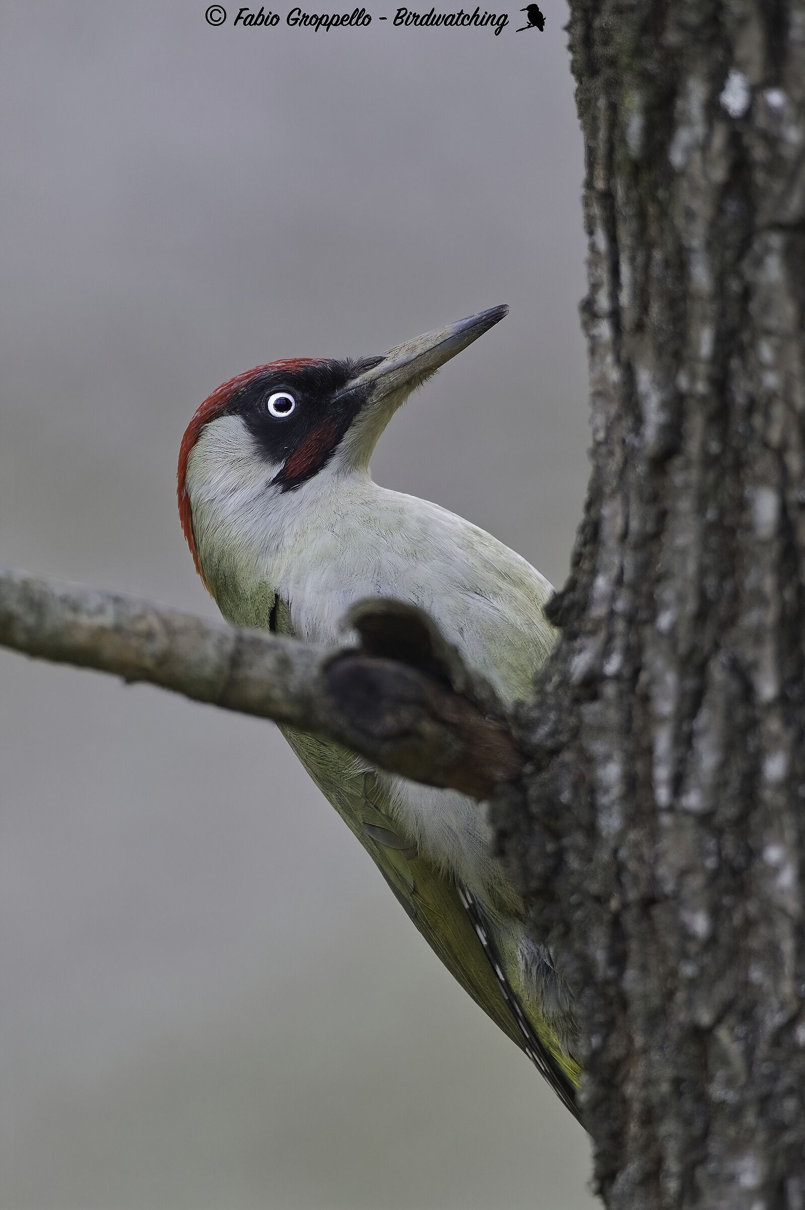 Picchio Verde adulto maschio