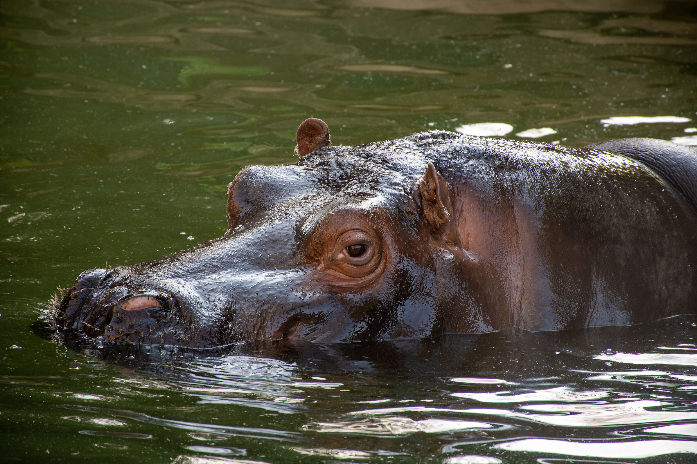 Hippo