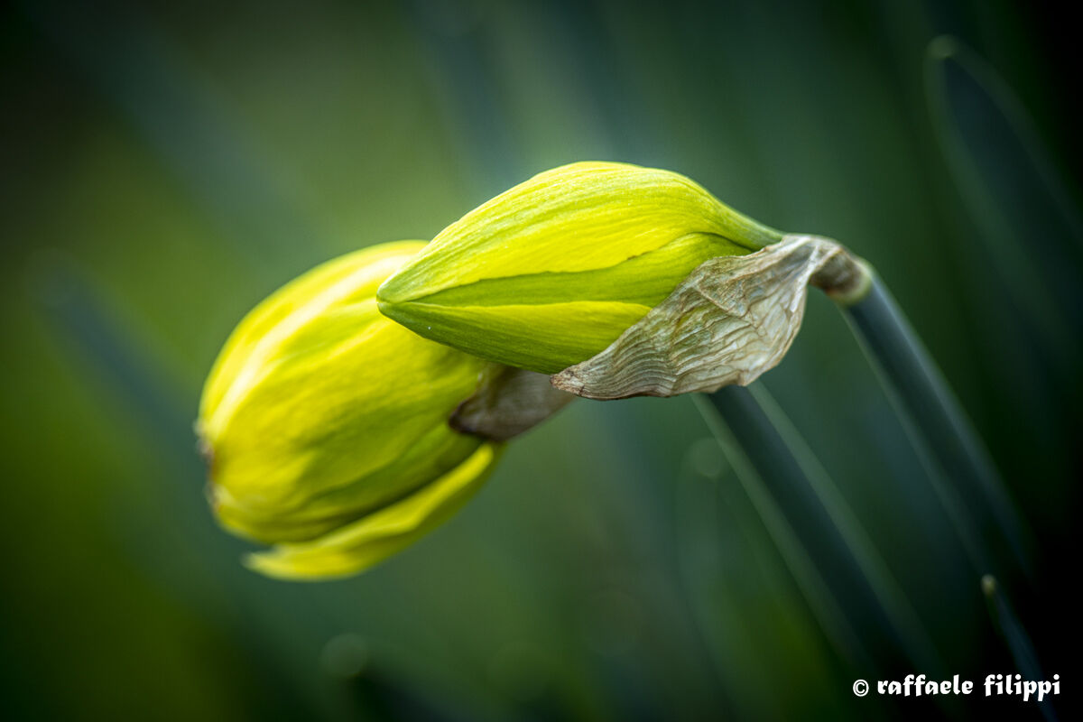 Bocciolo di Narciso