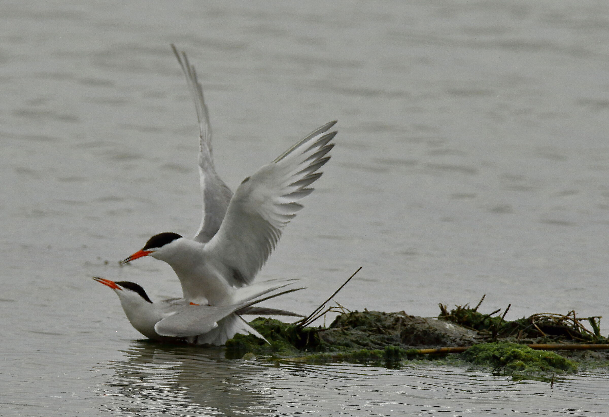 Mating terns.