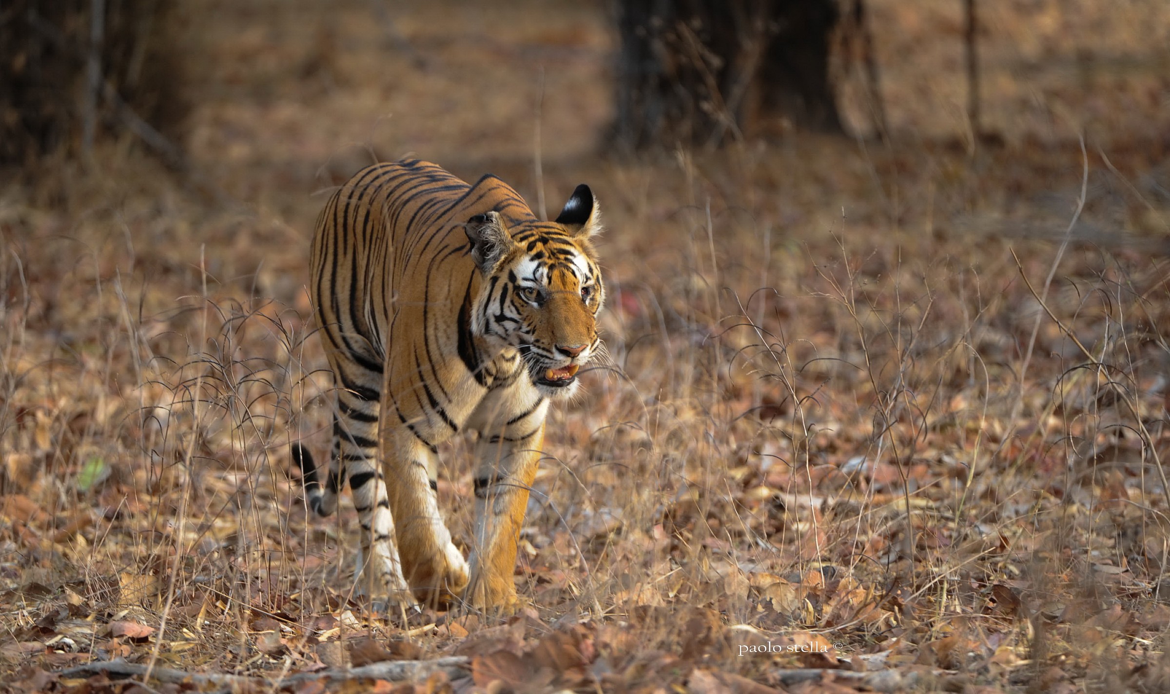 Bandhavgarh NP, girl with one eye