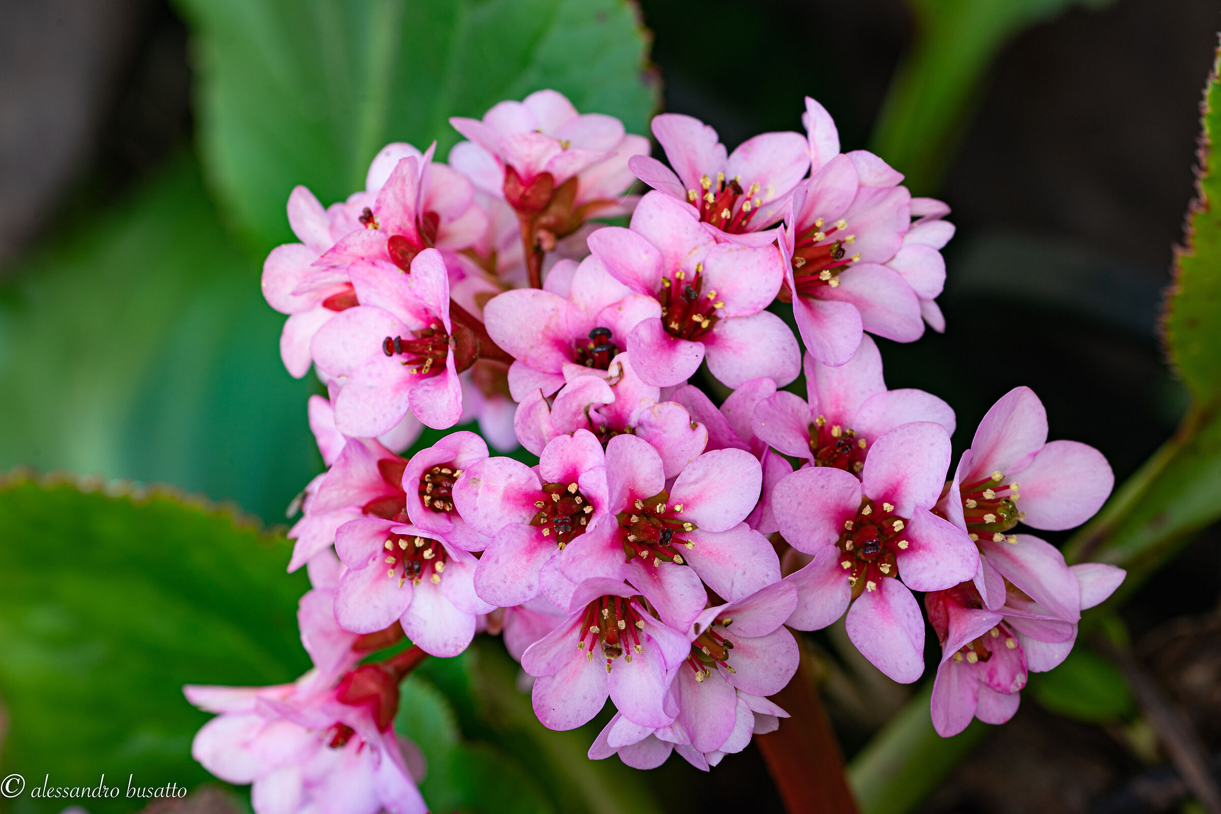Bergenia crassifolia