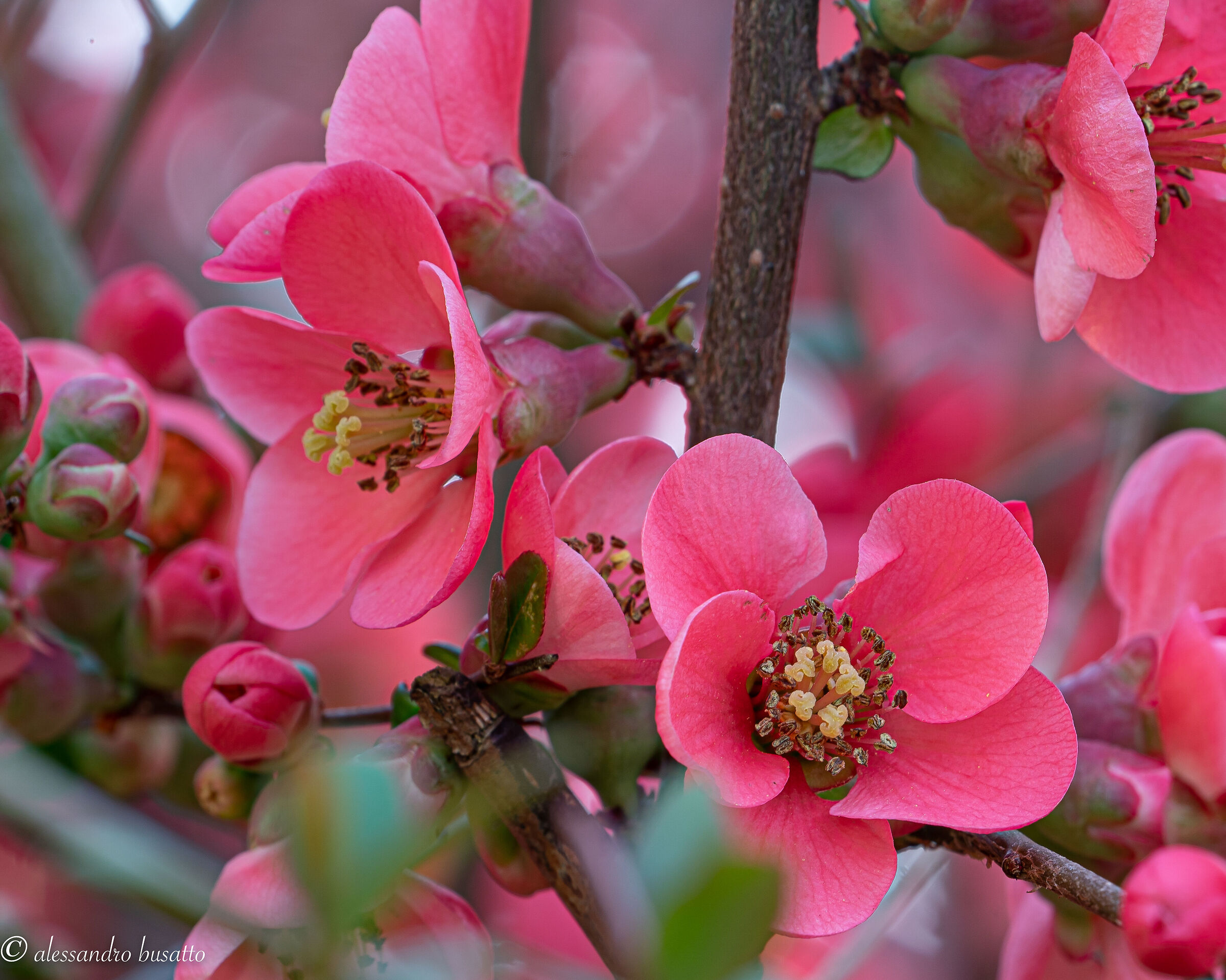 Cotogno del Giappone