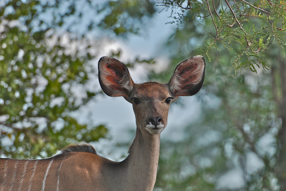 Kudu