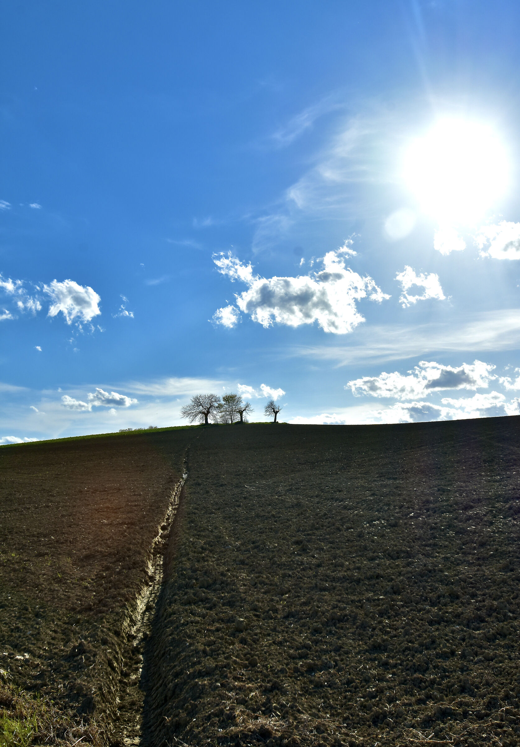 the tree line