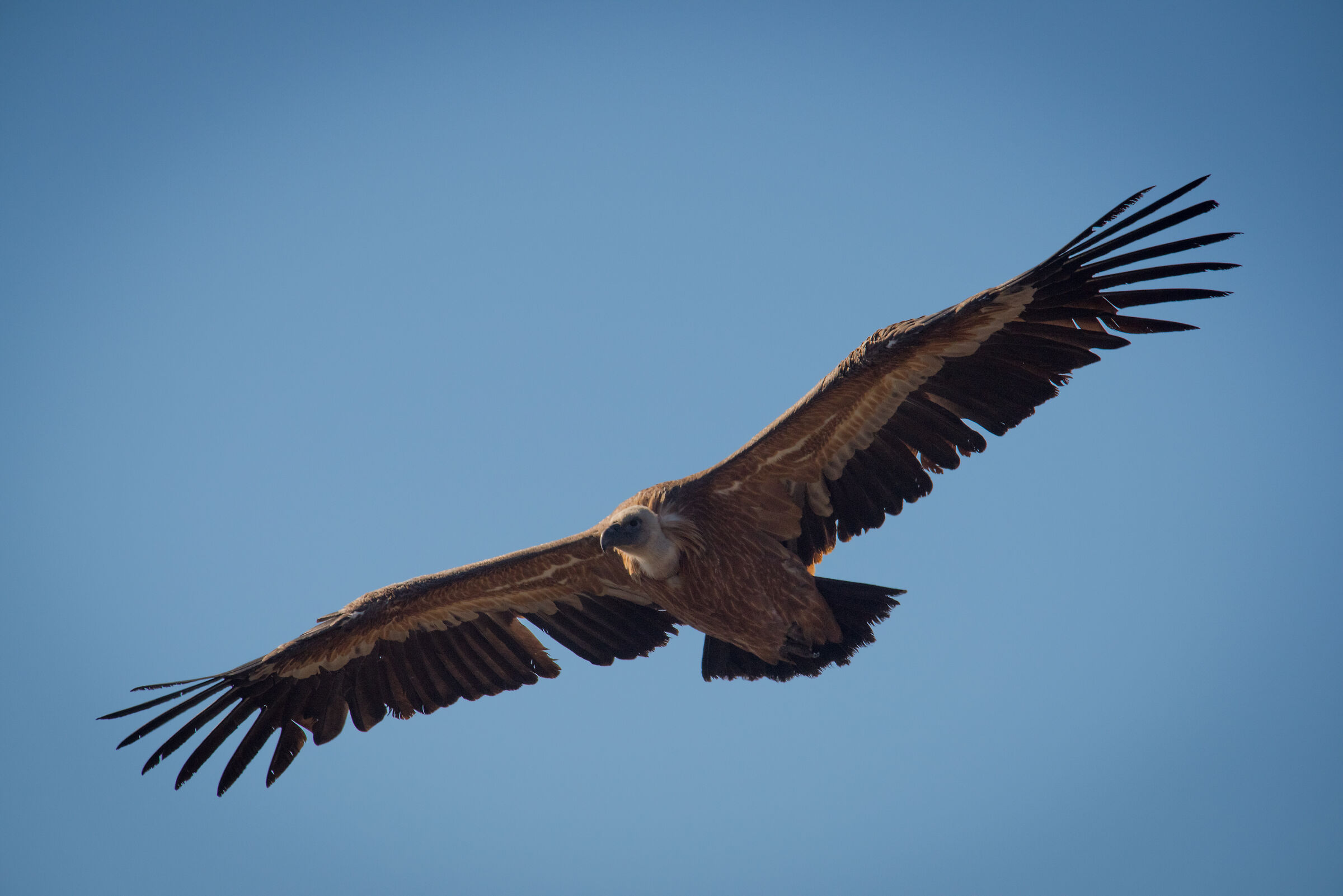 Griffin