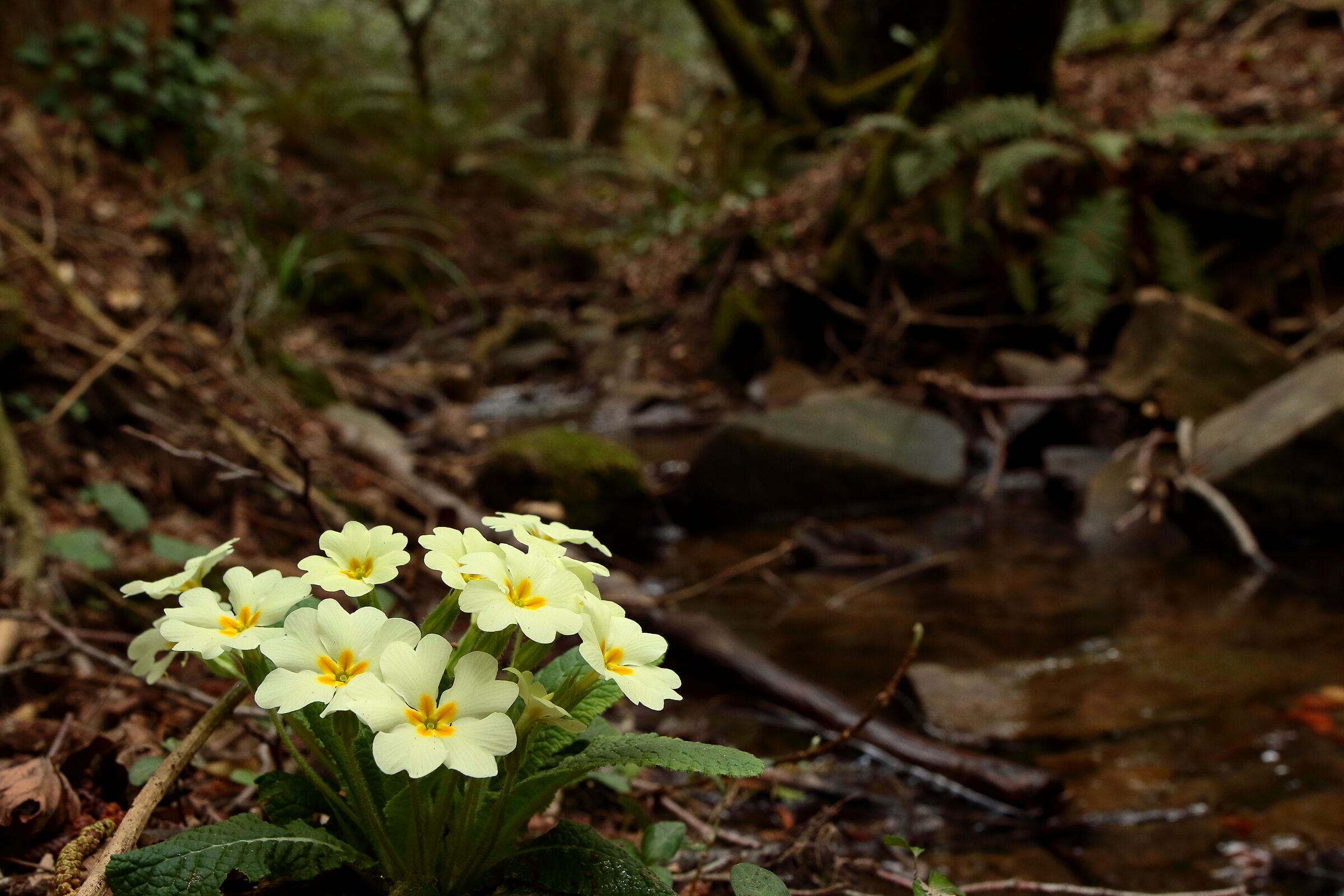 Beautiful primroses in their environment