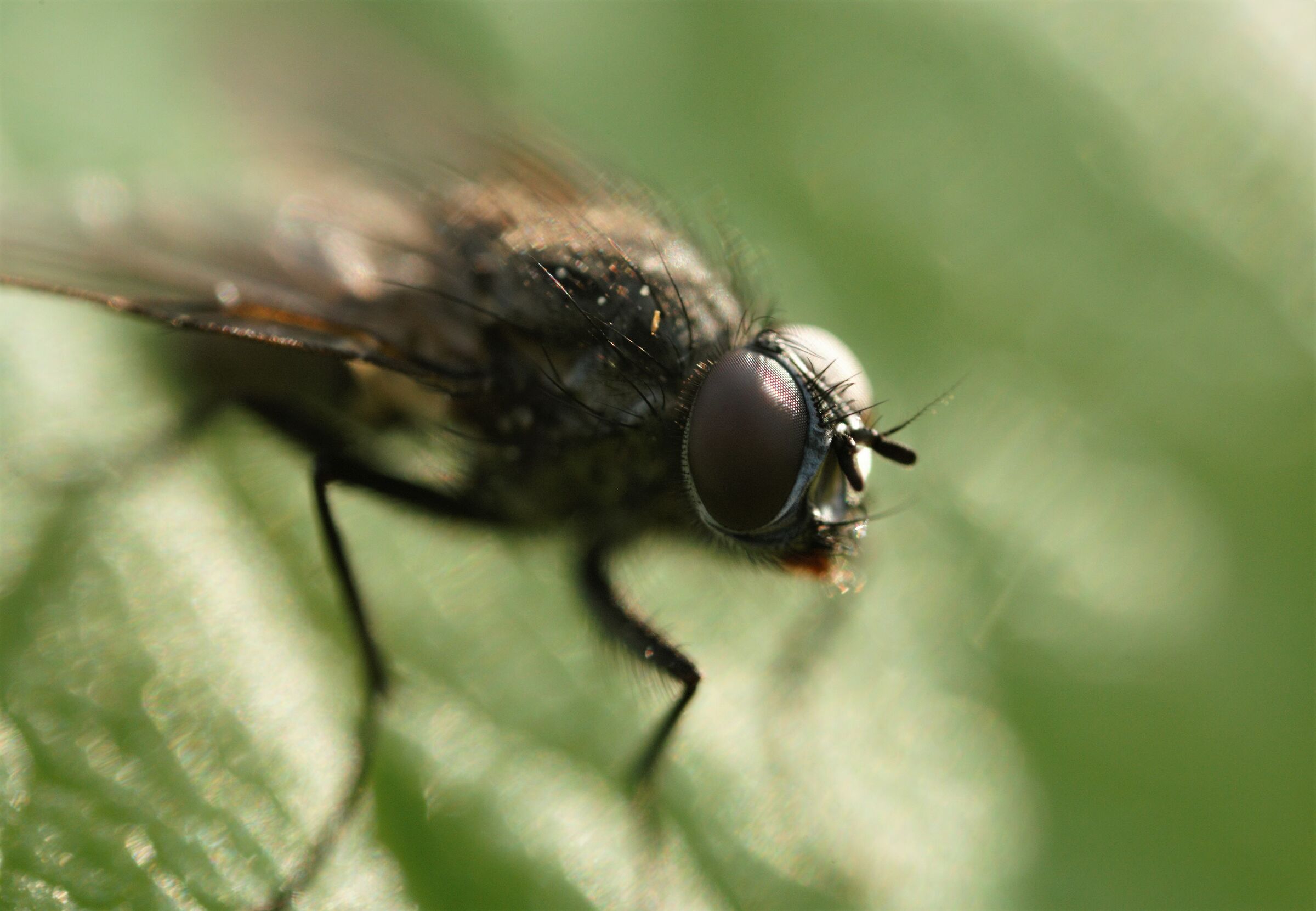 l'occhio della mosca primi scatti in ultramacro