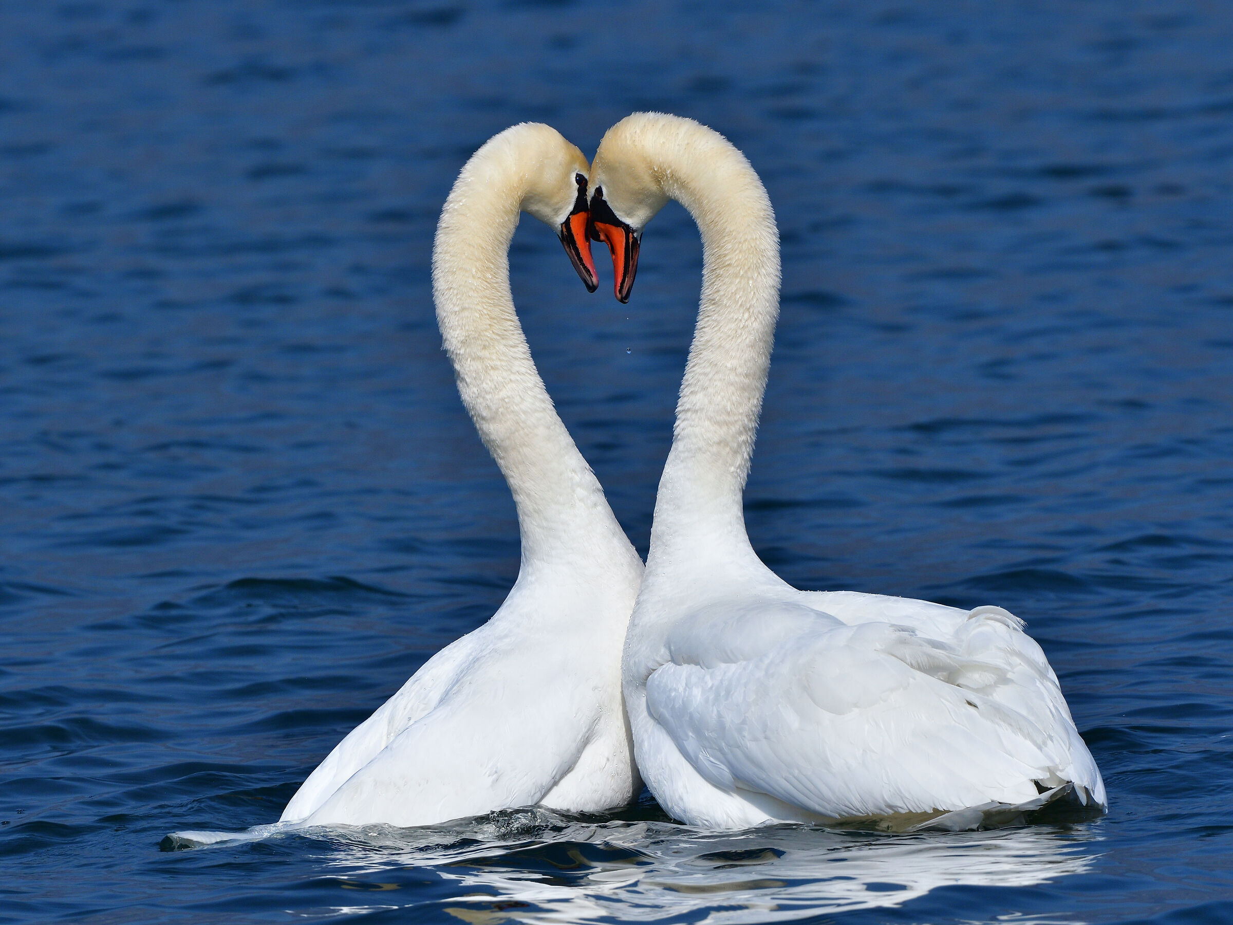 If they're roses. . . . .