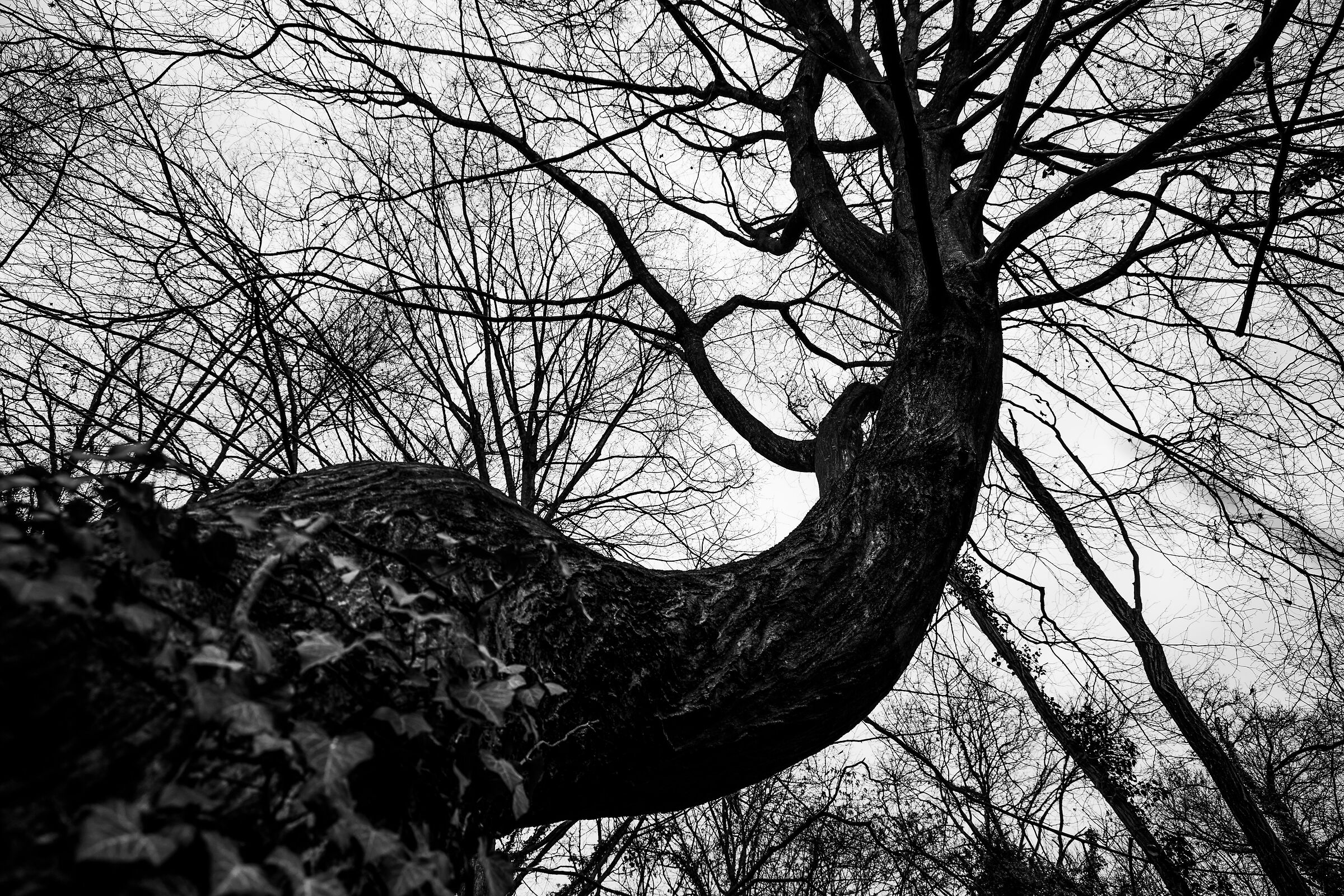 Natural lines