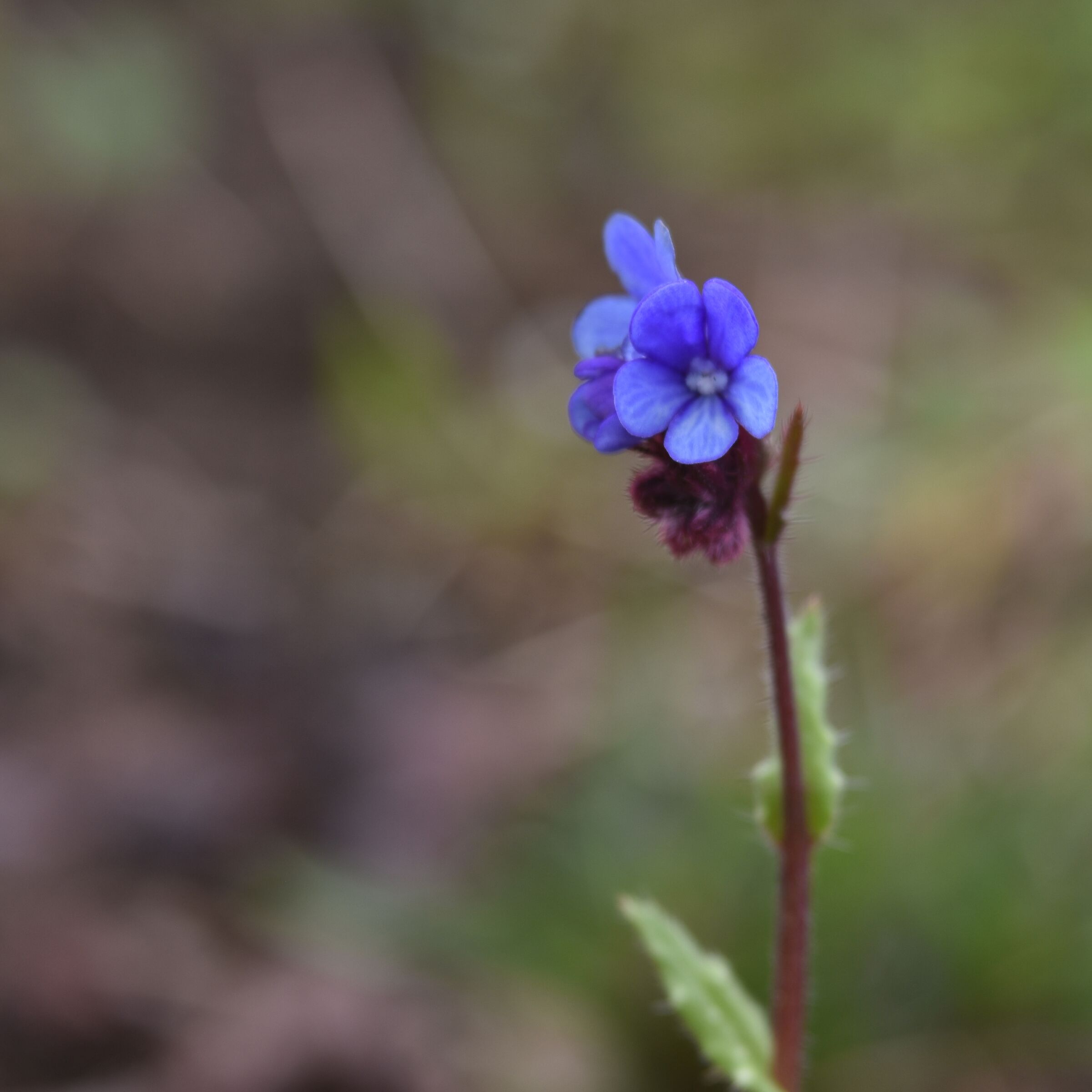 Solitary violet