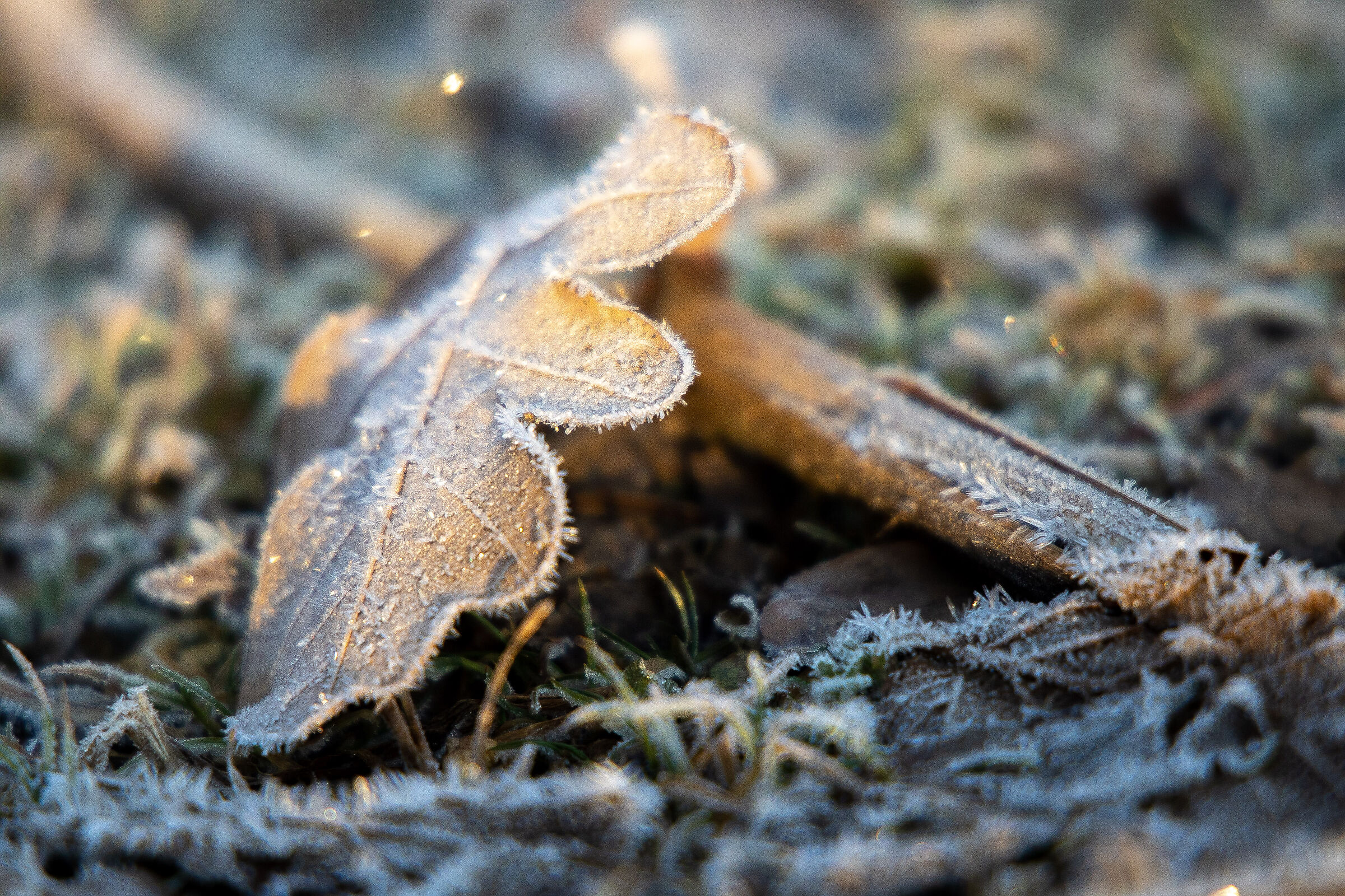 Magic of the Cold