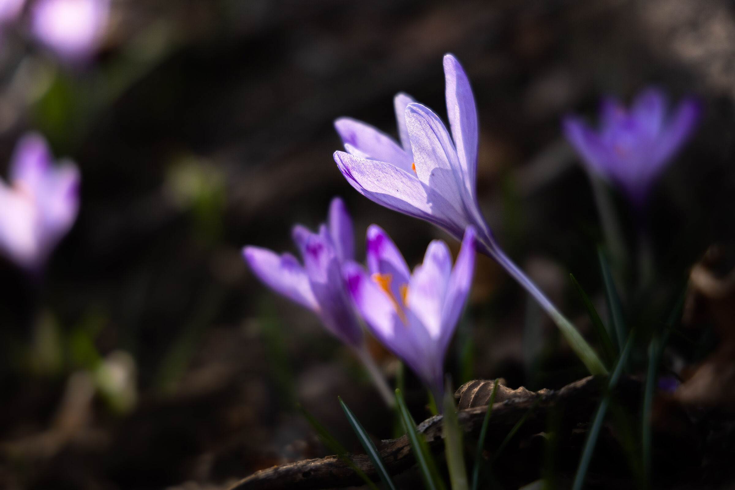 Signals from spring