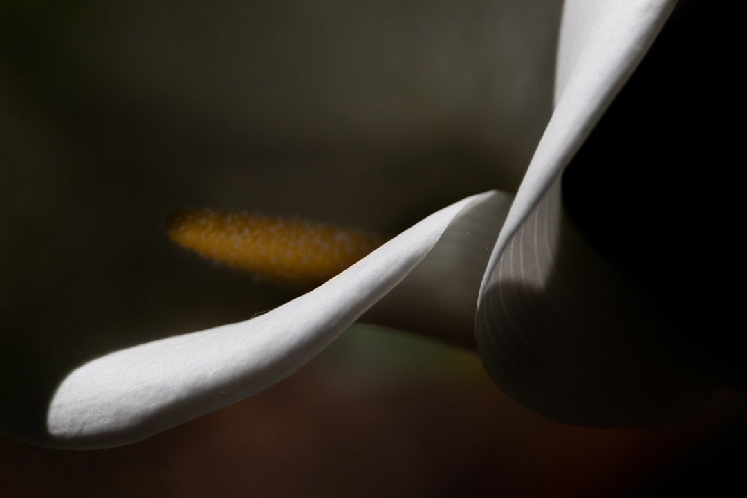 Untitled Photo