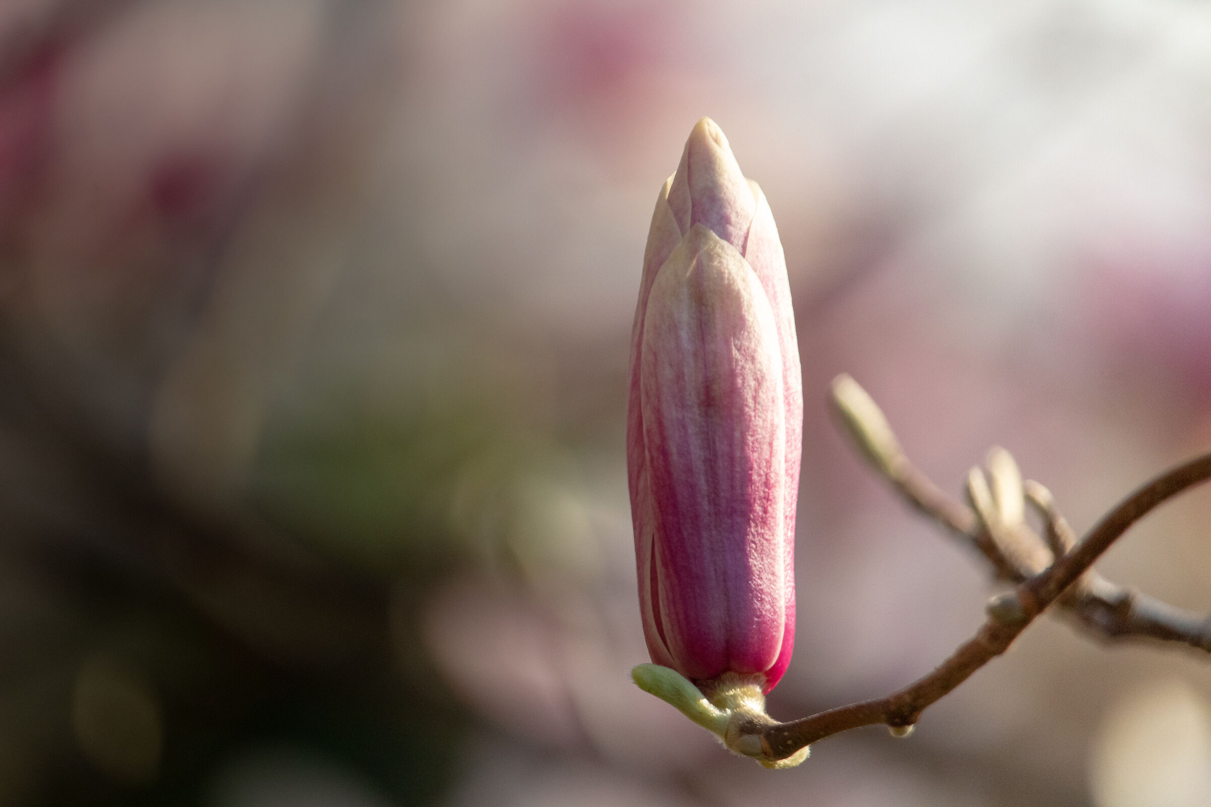 Magnolia