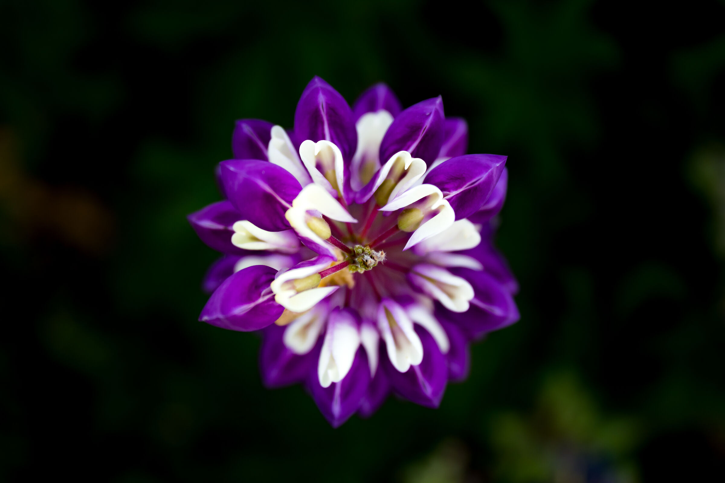 Untitled Photo