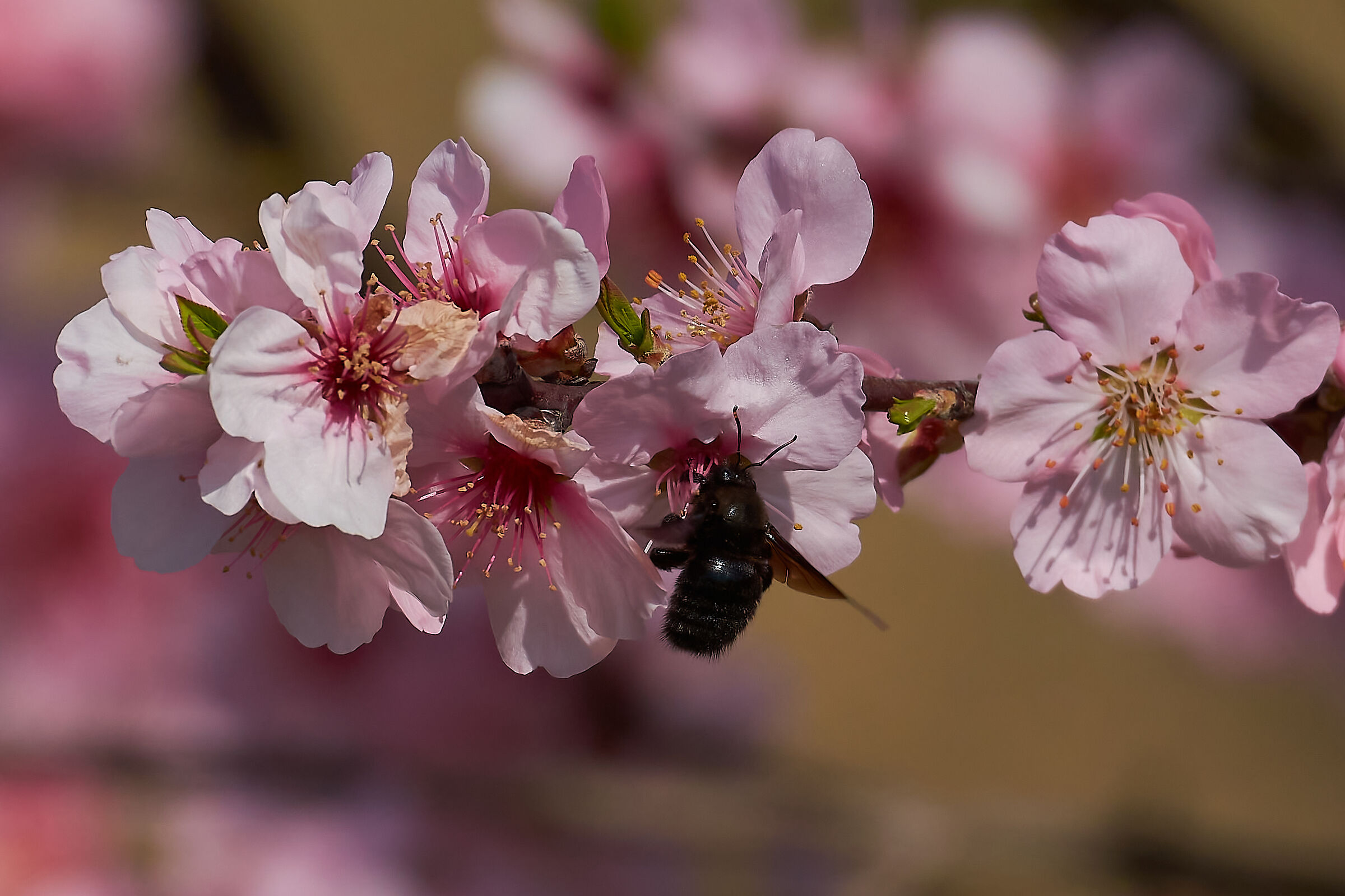 I Primi Fiori di Pesco