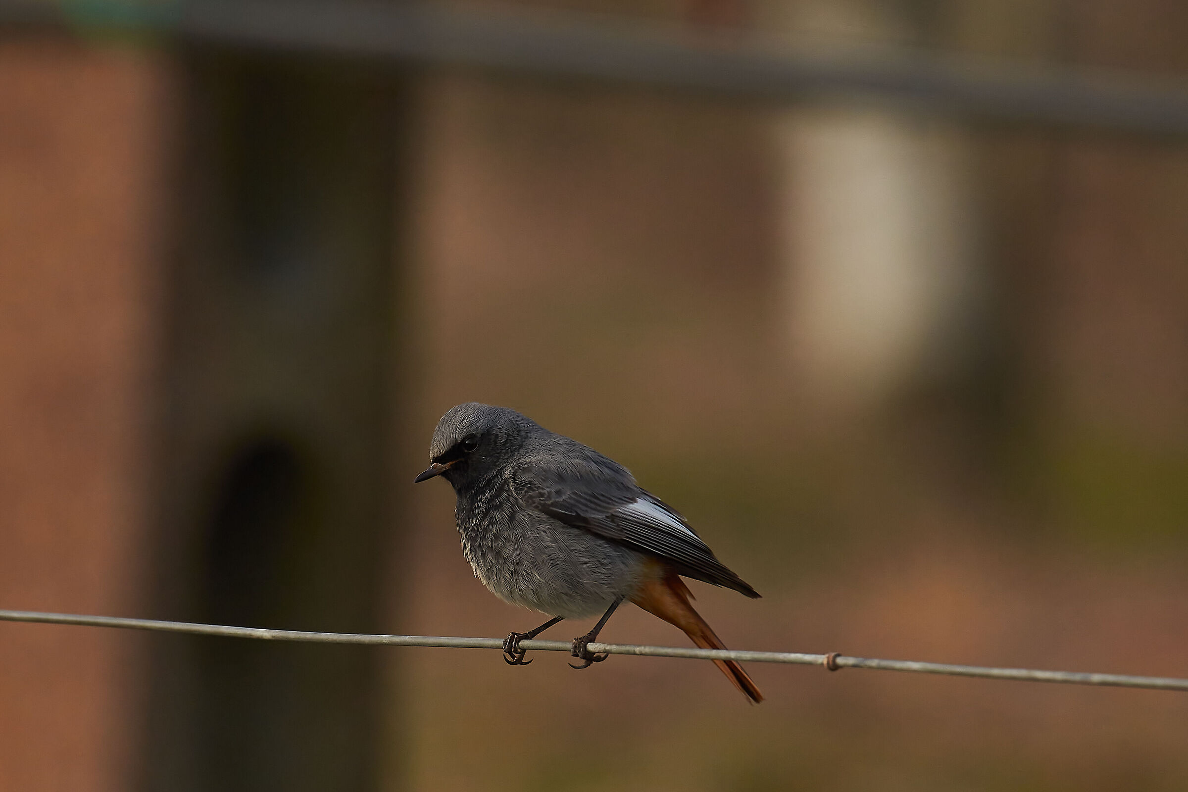 Codirosso spazzacamino