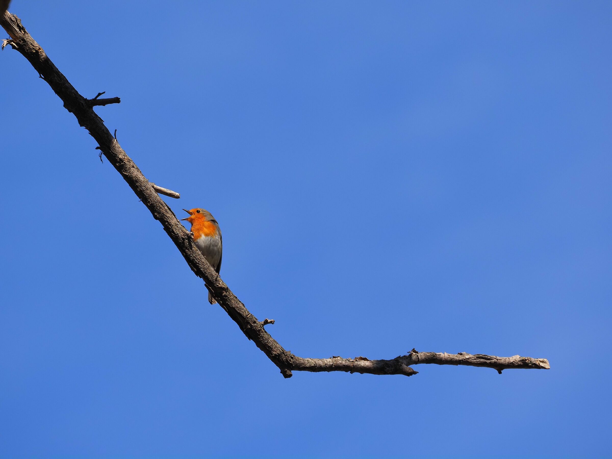 the song of the handsome robin