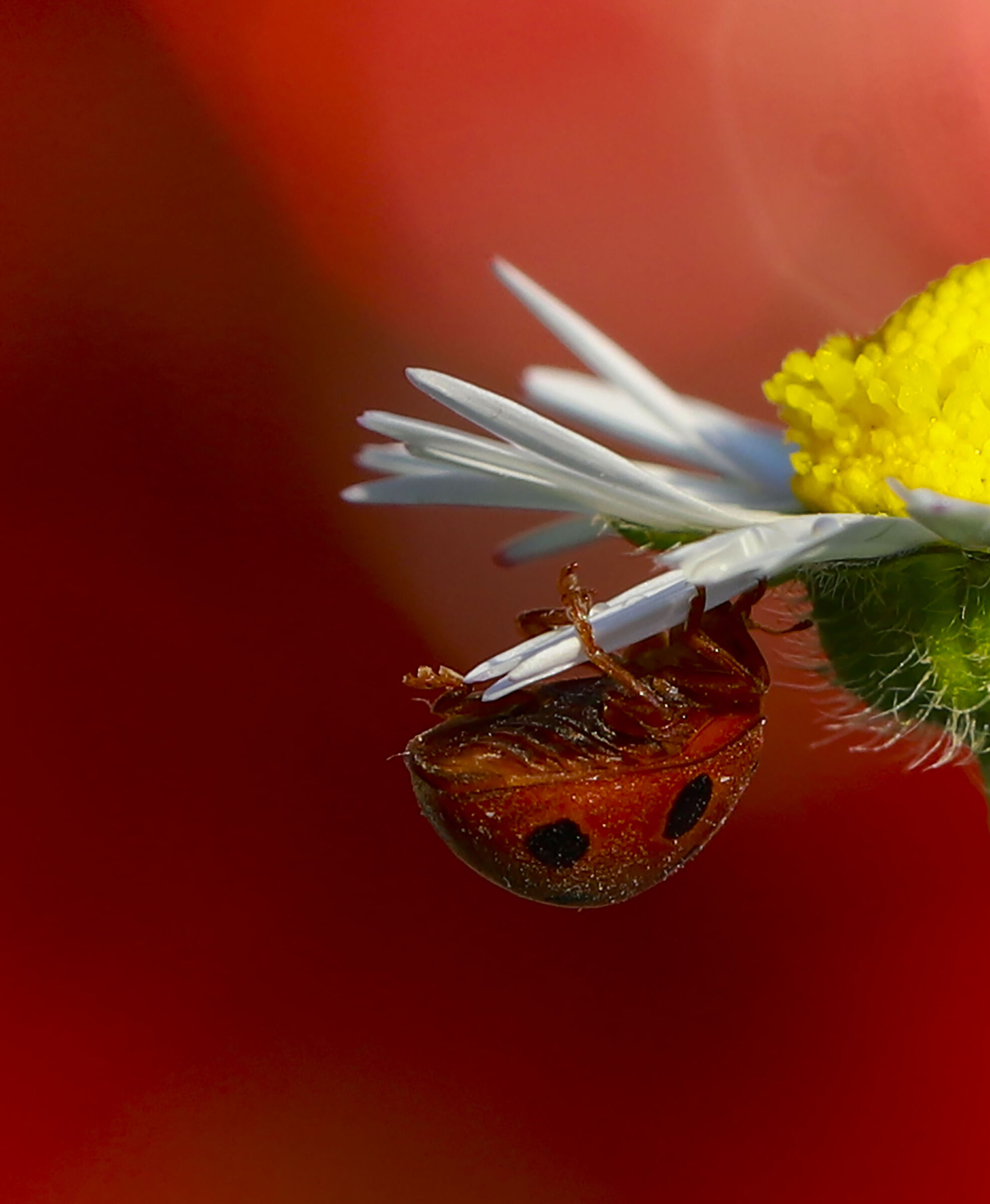 Sono strani gli abbracci quando ci si dice addio. Sei l