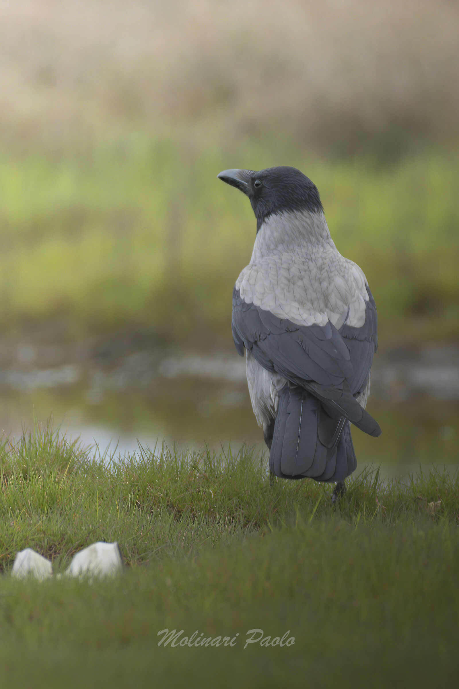 Crow on the green of nature!