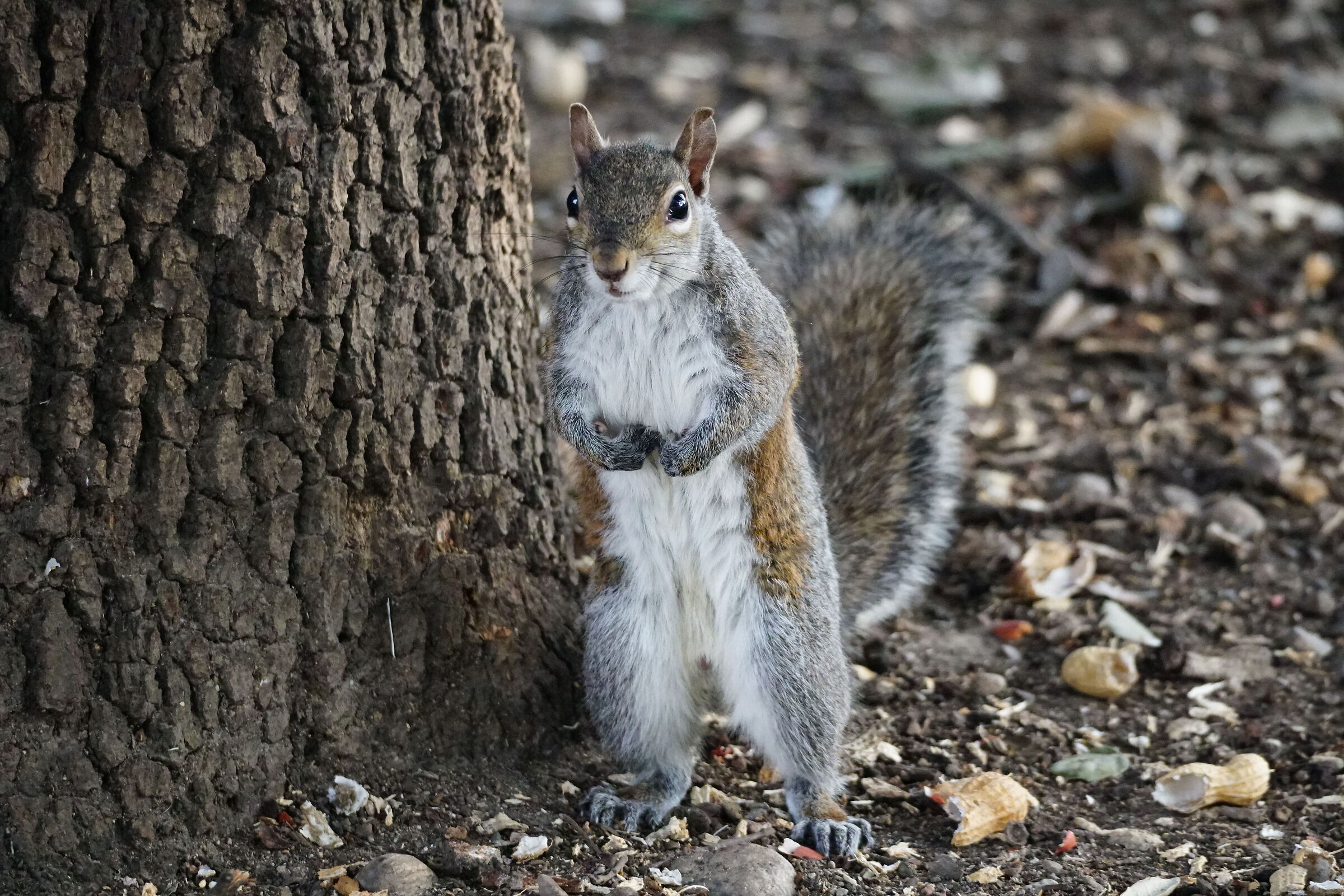 Torni domani a portarci le noccioline?