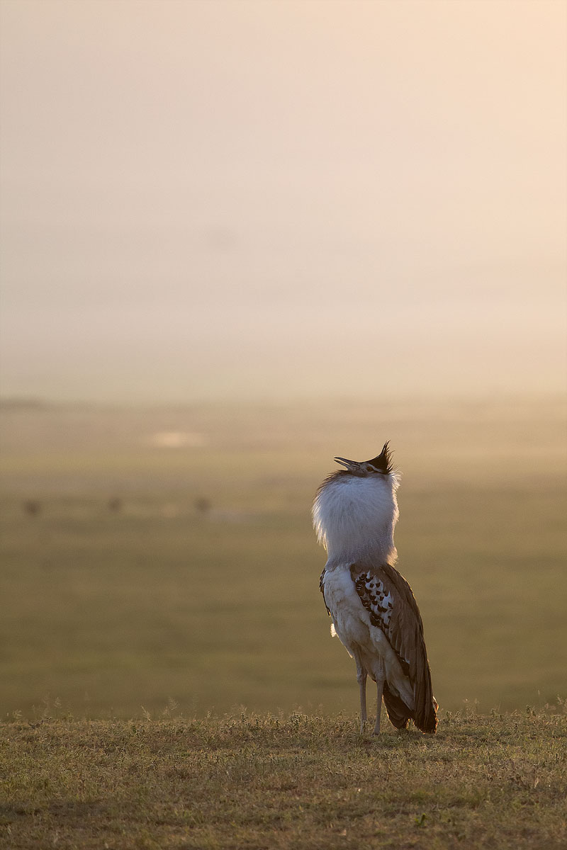 La parata dell'Otarda