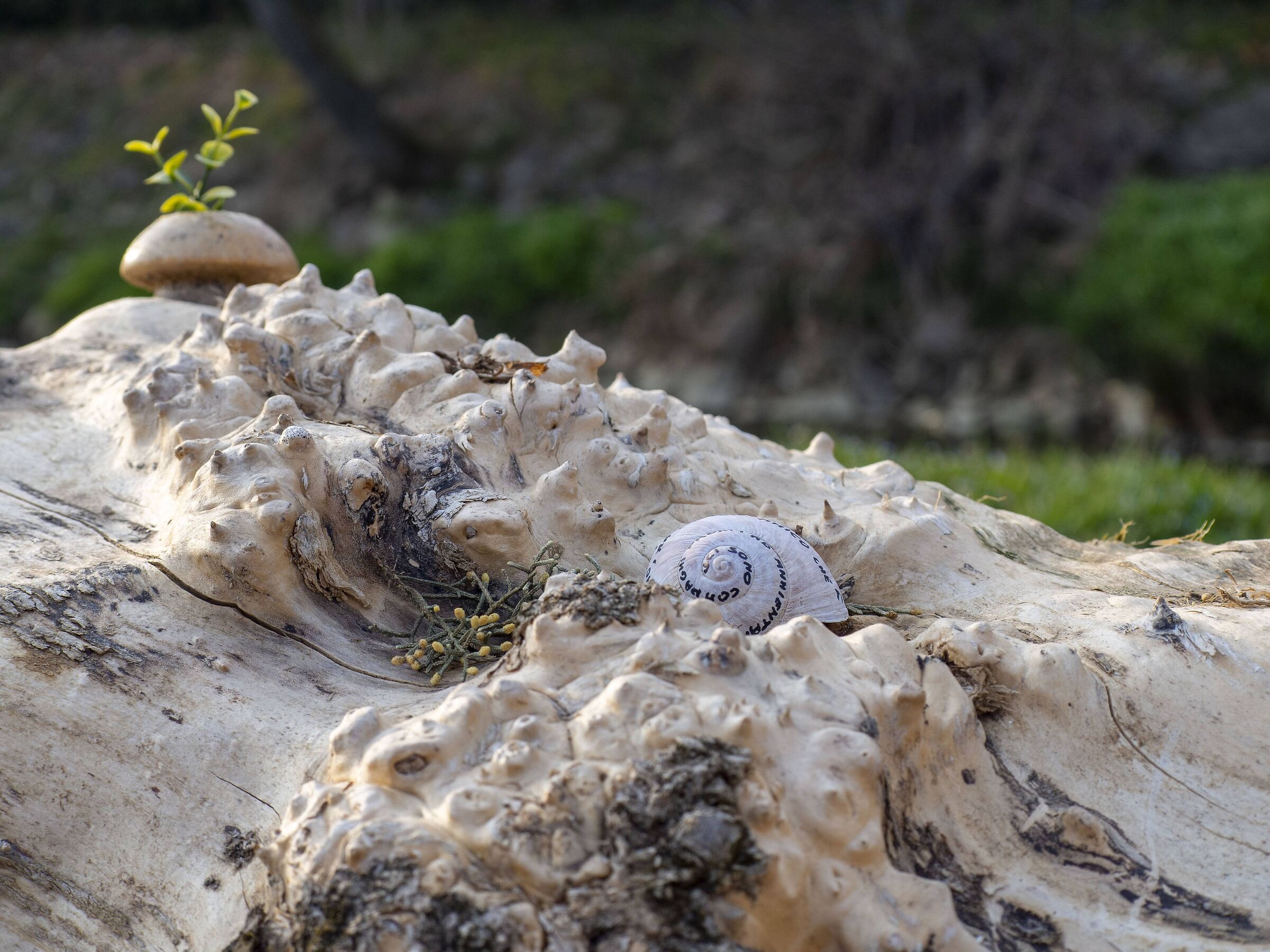 Snail and art